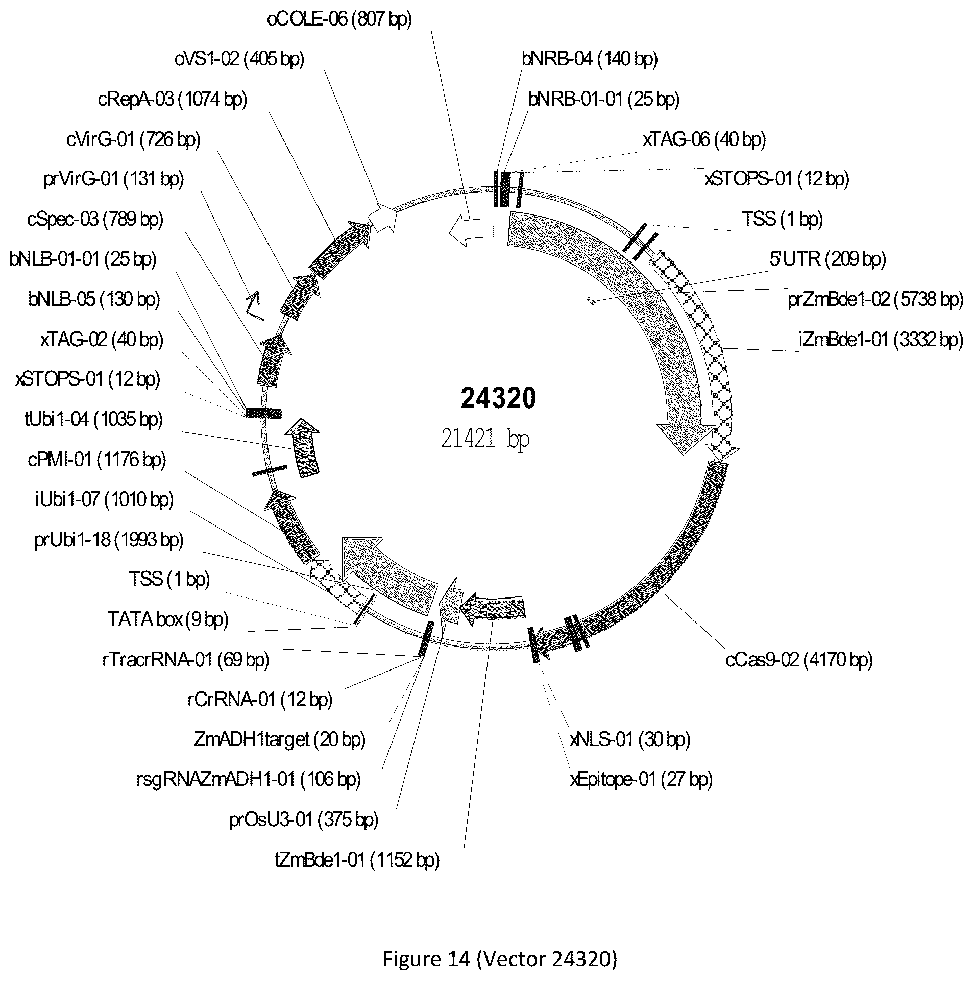Patent US12297439 Figure 14 – Compositions and methods for driving T1 event diversity