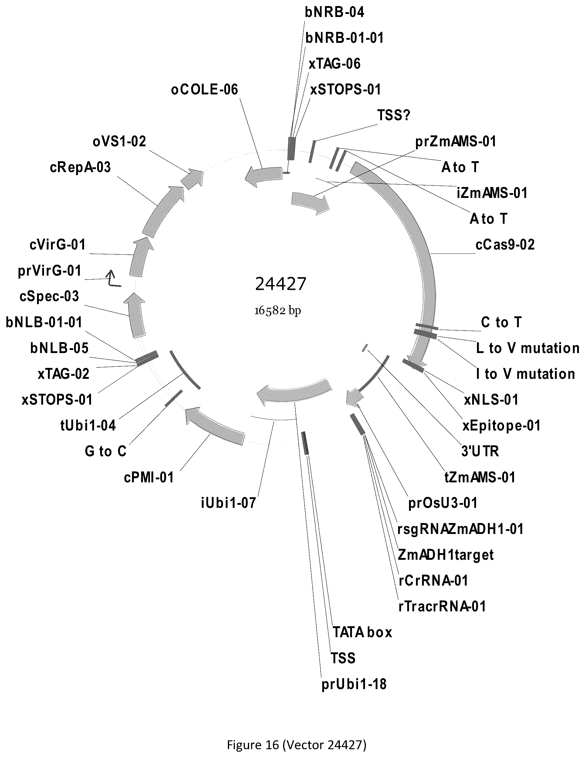 Patent US12297439 Figure 16 – Compositions and methods for driving T1 event diversity