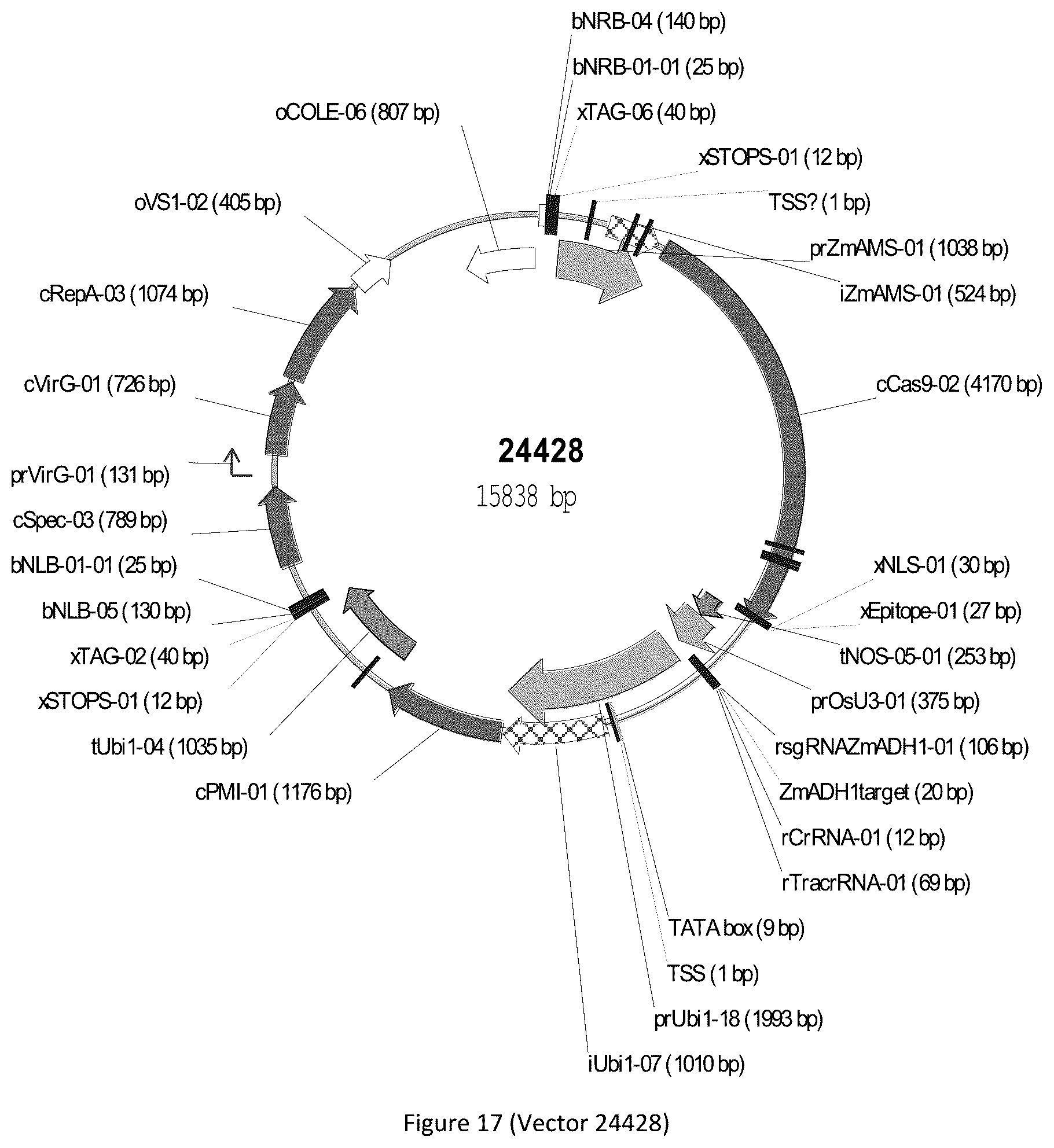Patent US12297439 Figure 17 – Compositions and methods for driving T1 event diversity