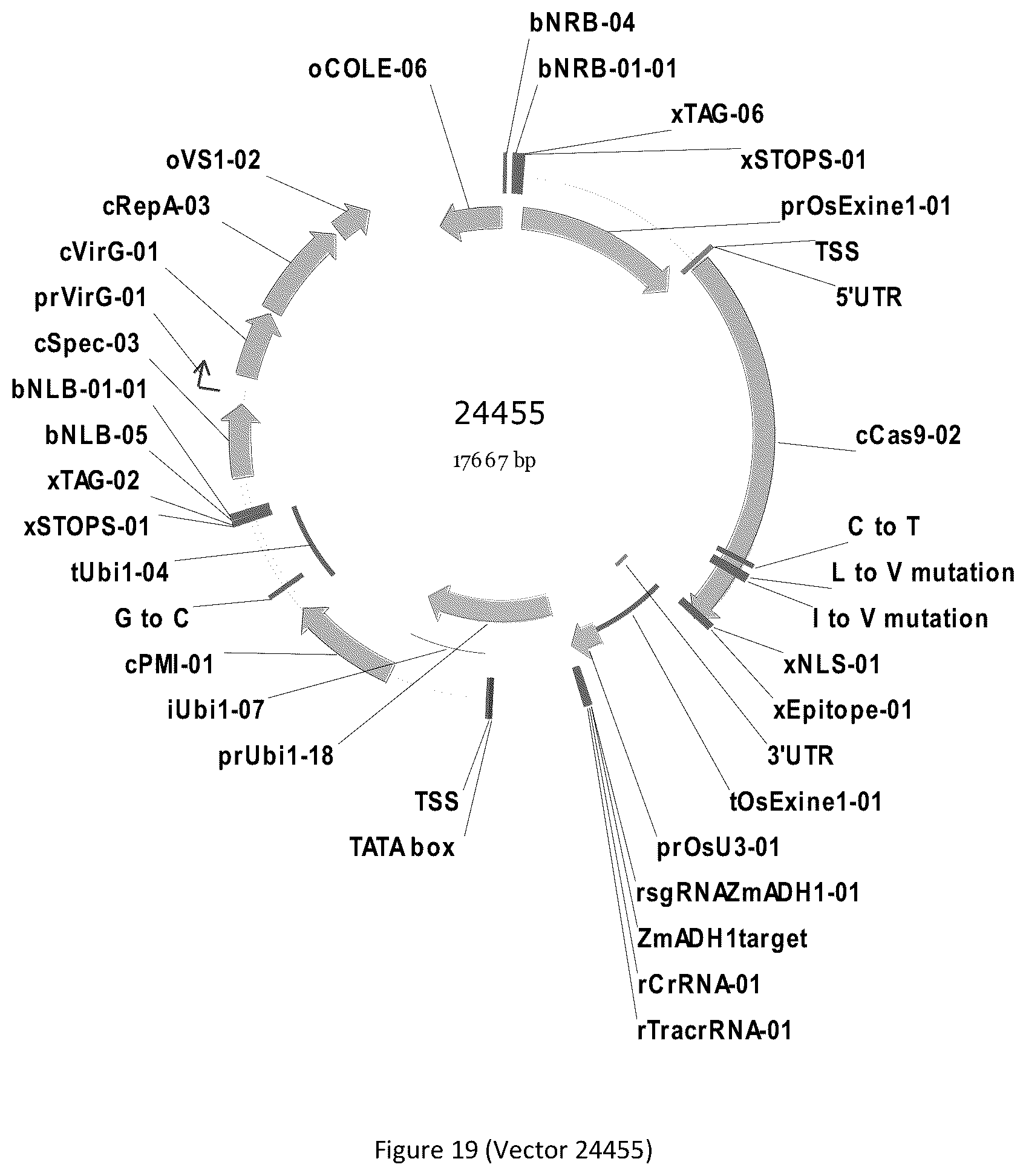 Patent US12297439 Figure 19 – Compositions and methods for driving T1 event diversity
