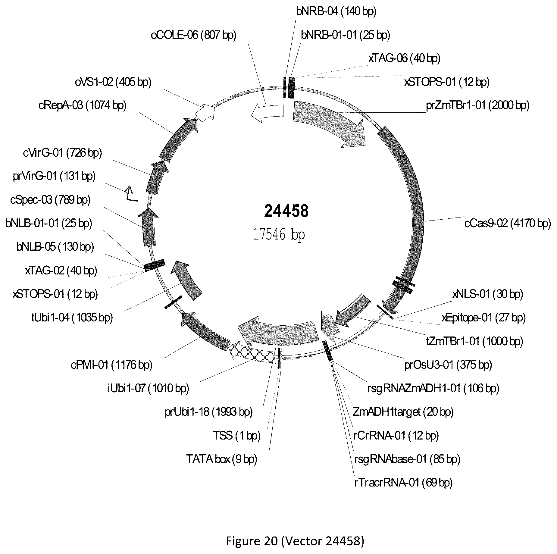 Patent US12297439 Figure 20 – Compositions and methods for driving T1 event diversity
