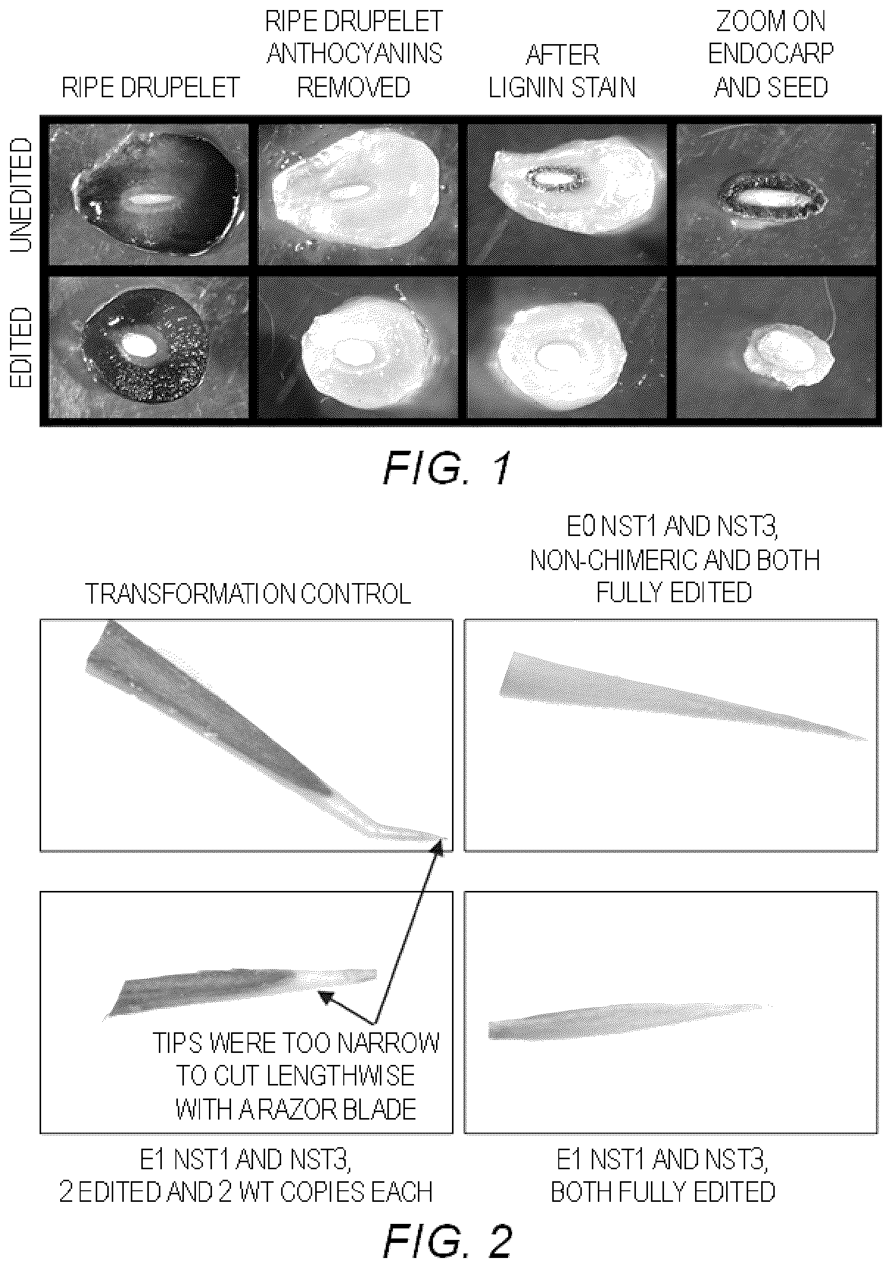 Patent US12297441 Figure 1 – Methods and compositions for modifying endocarp structure in Rubus plants