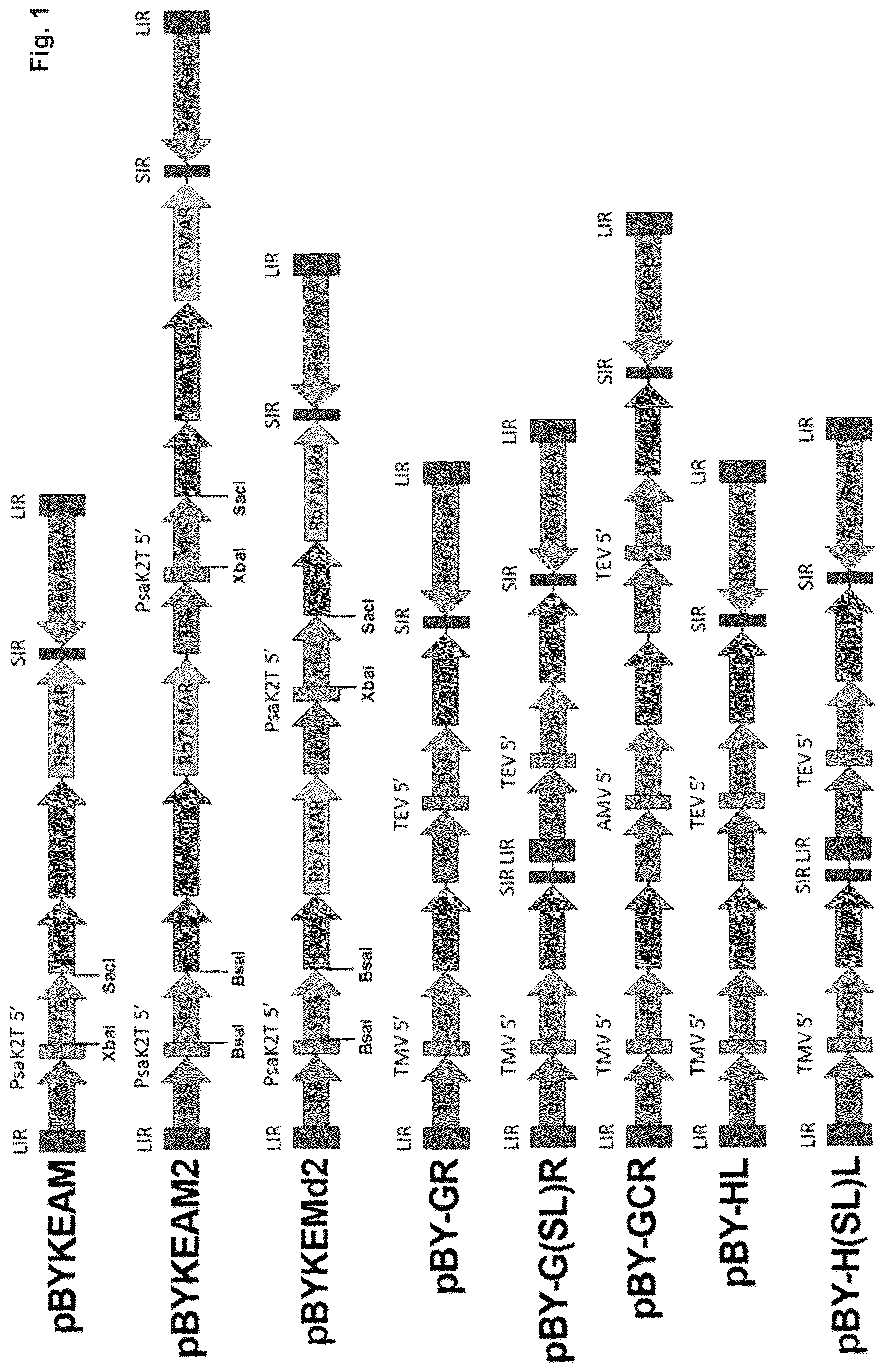 Patent US12297443 Figure 1 – Optimized plant expression systems