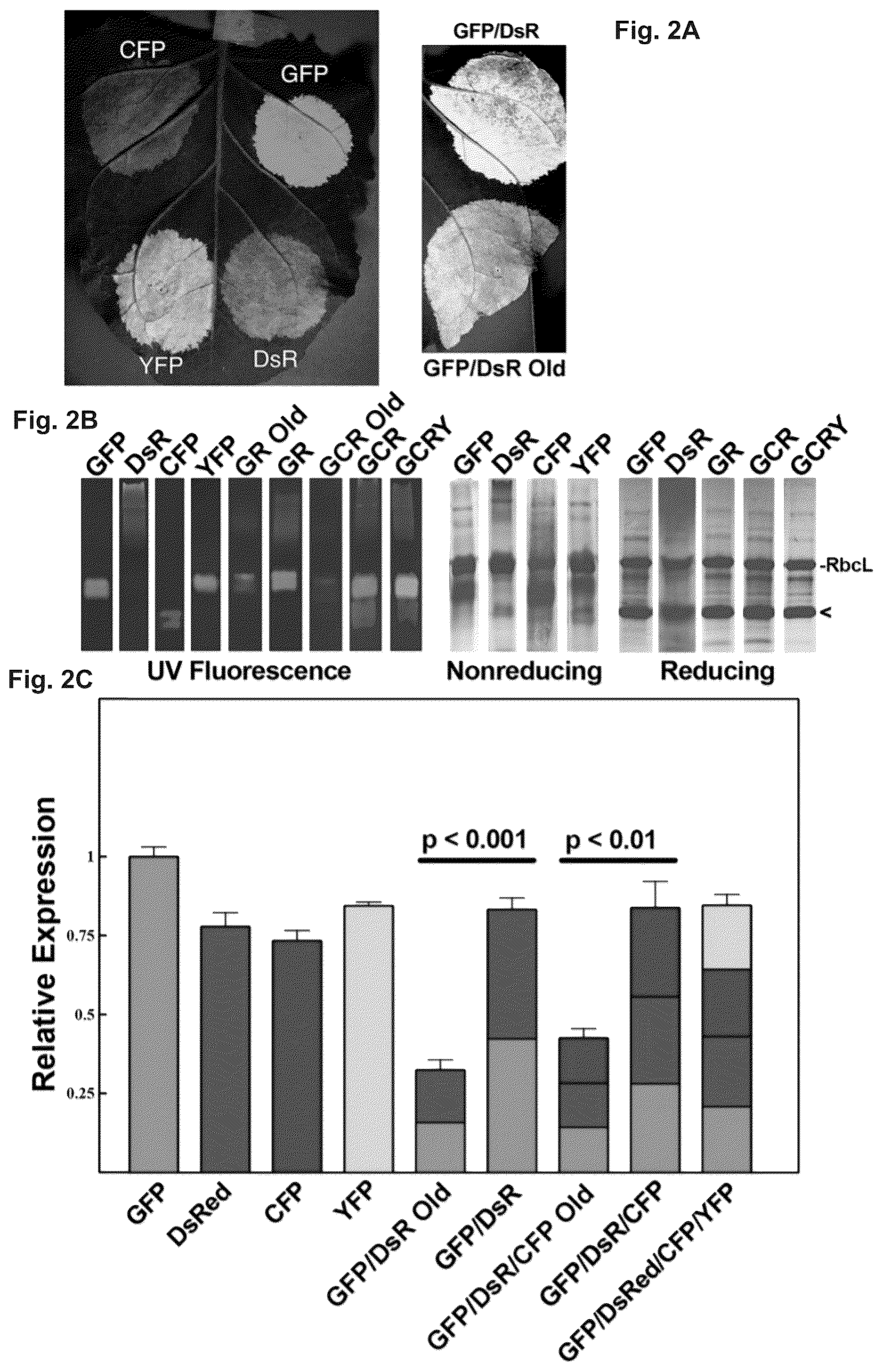 Patent US12297443 Figure 2 – Optimized plant expression systems