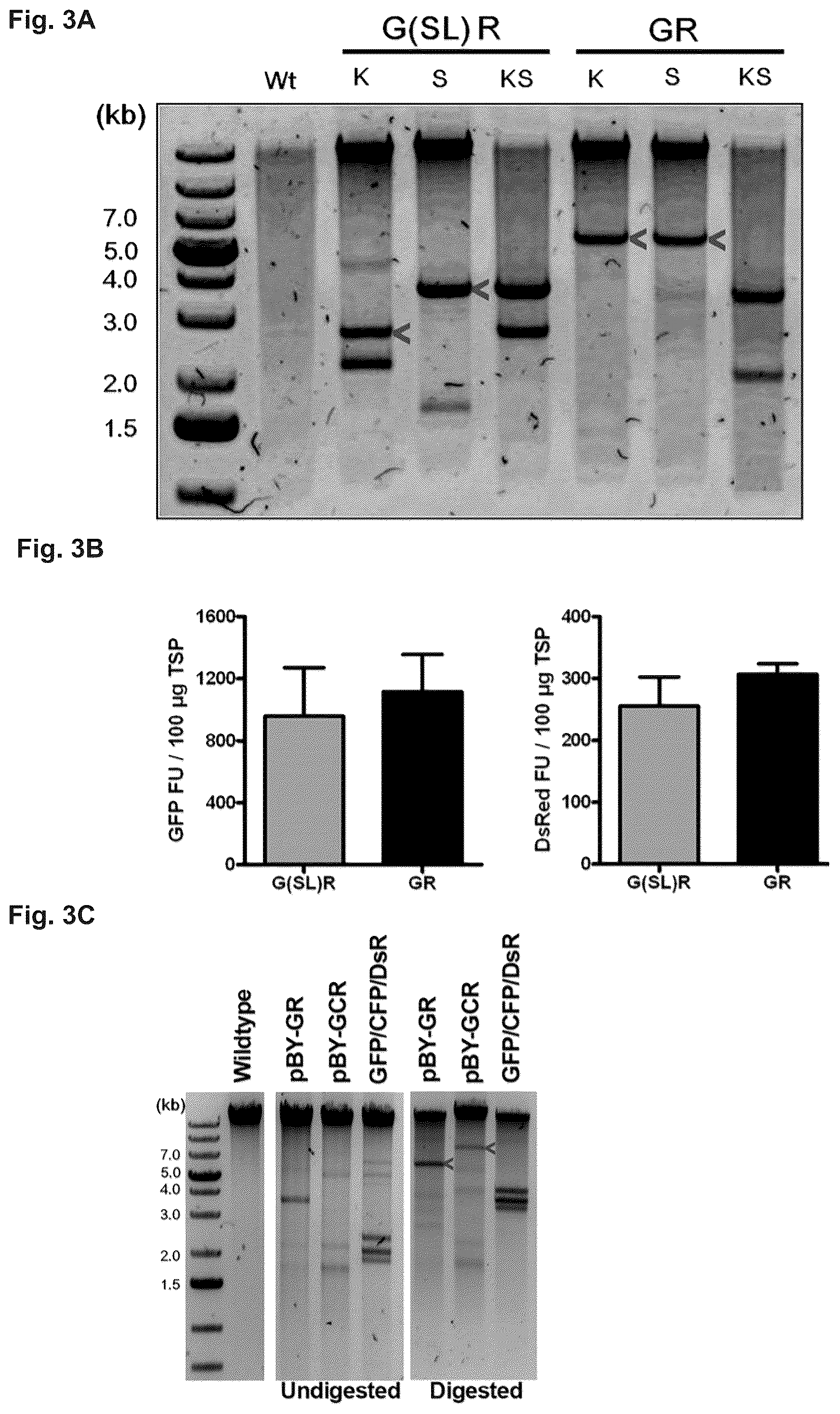 Patent US12297443 Figure 3 – Optimized plant expression systems