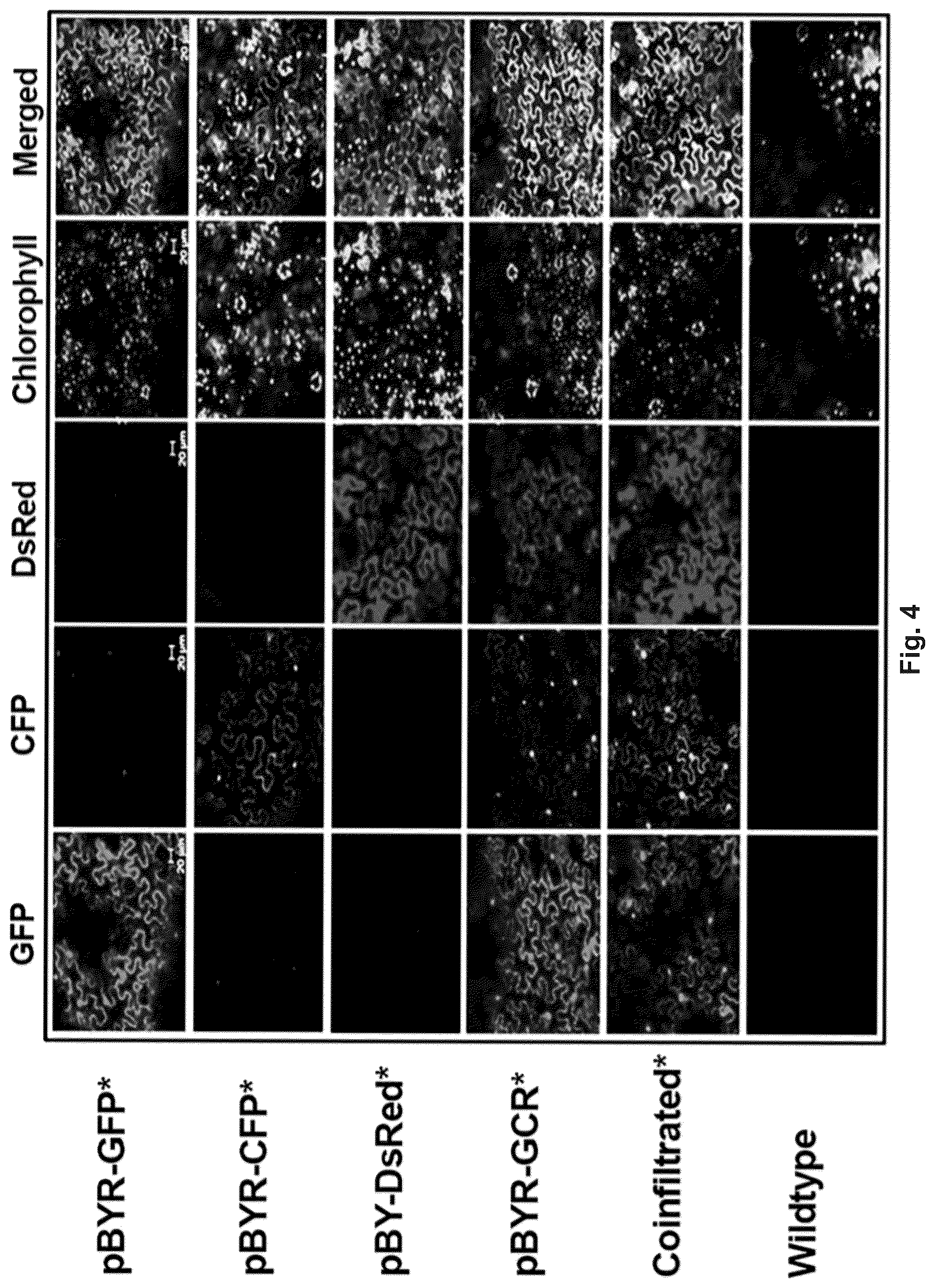 Patent US12297443 Figure 4 – Optimized plant expression systems