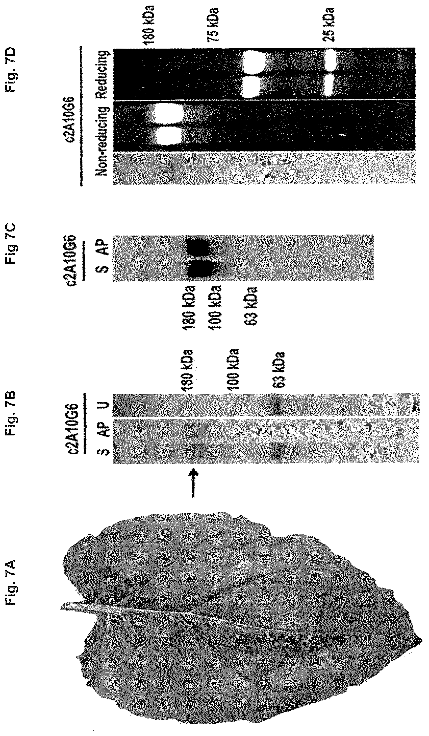 Patent US12297443 Figure 6 – Optimized plant expression systems