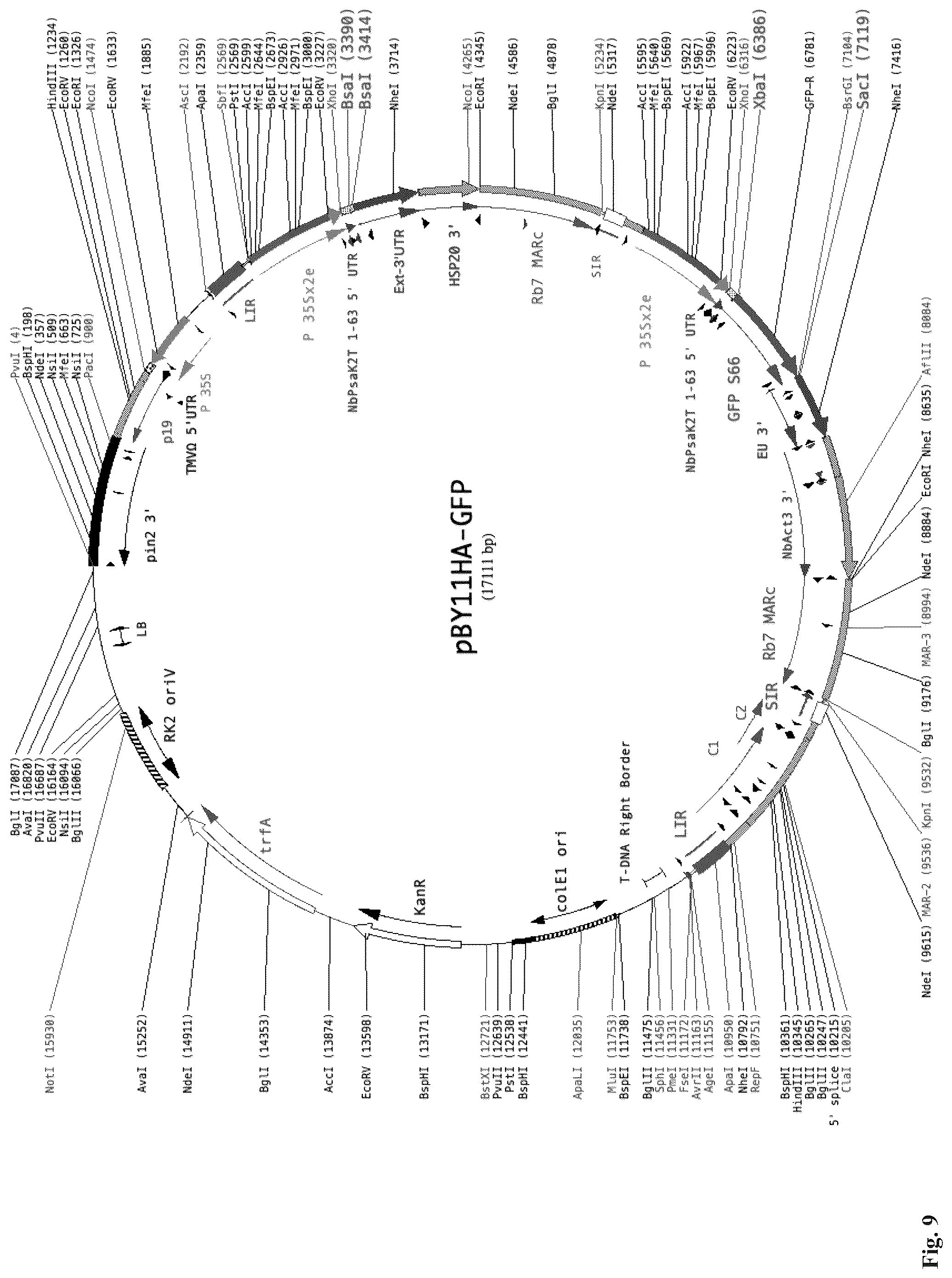 Patent US12297443 Figure 8 – Optimized plant expression systems