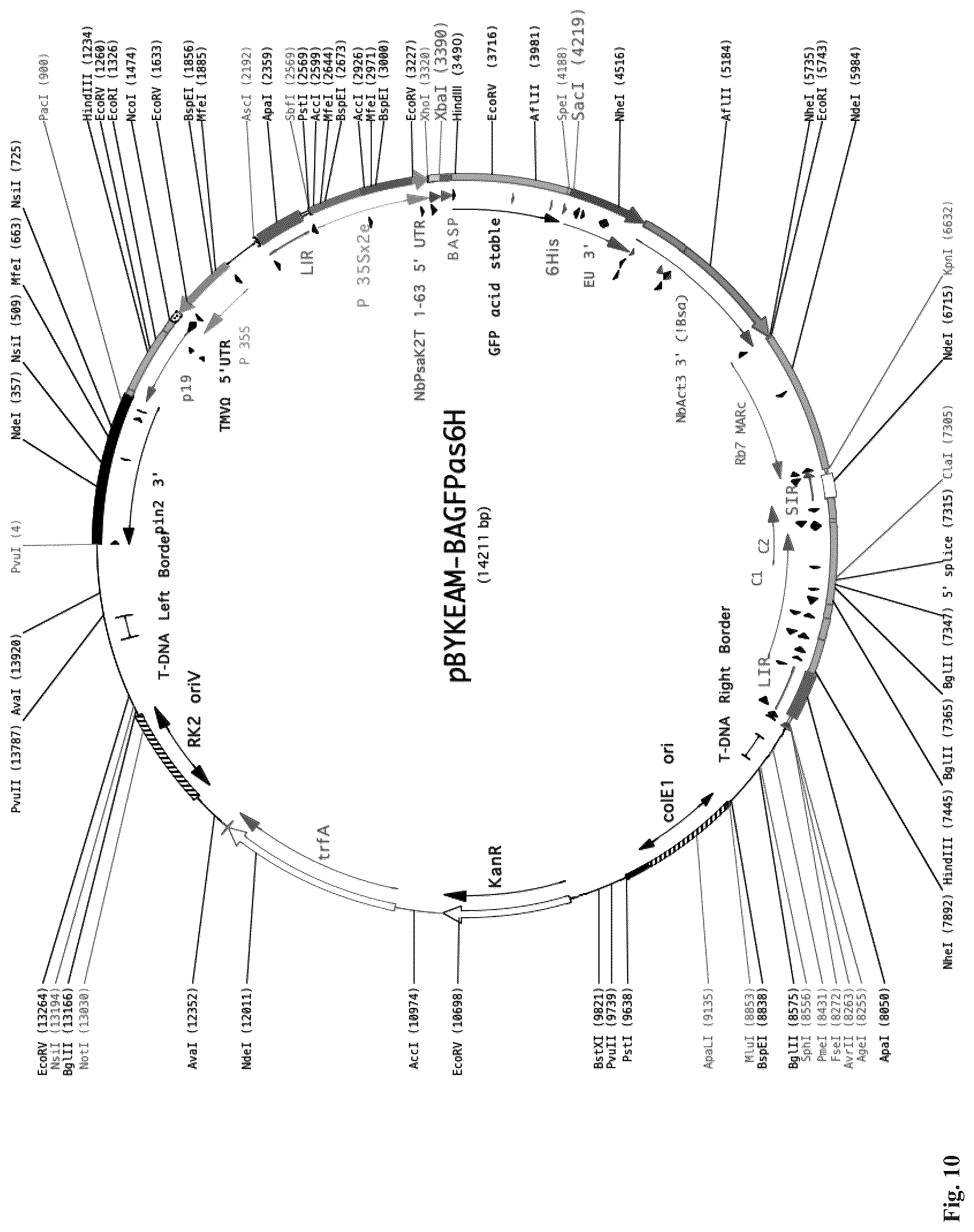 Patent US12297443 Figure 9 – Optimized plant expression systems