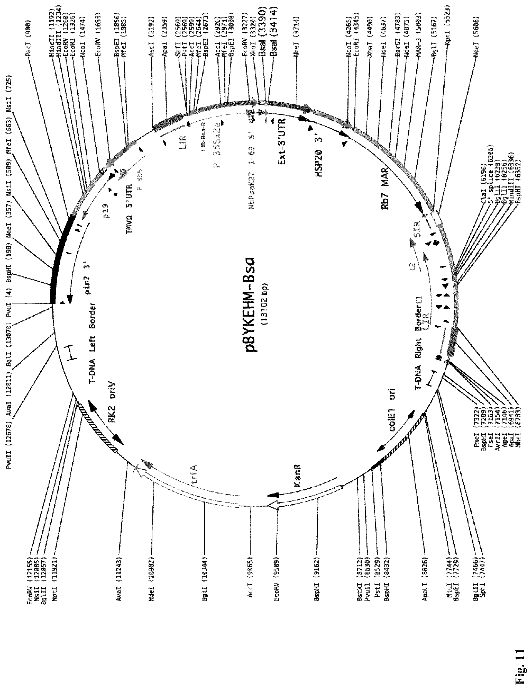 Patent US12297443 Figure 10 – Optimized plant expression systems