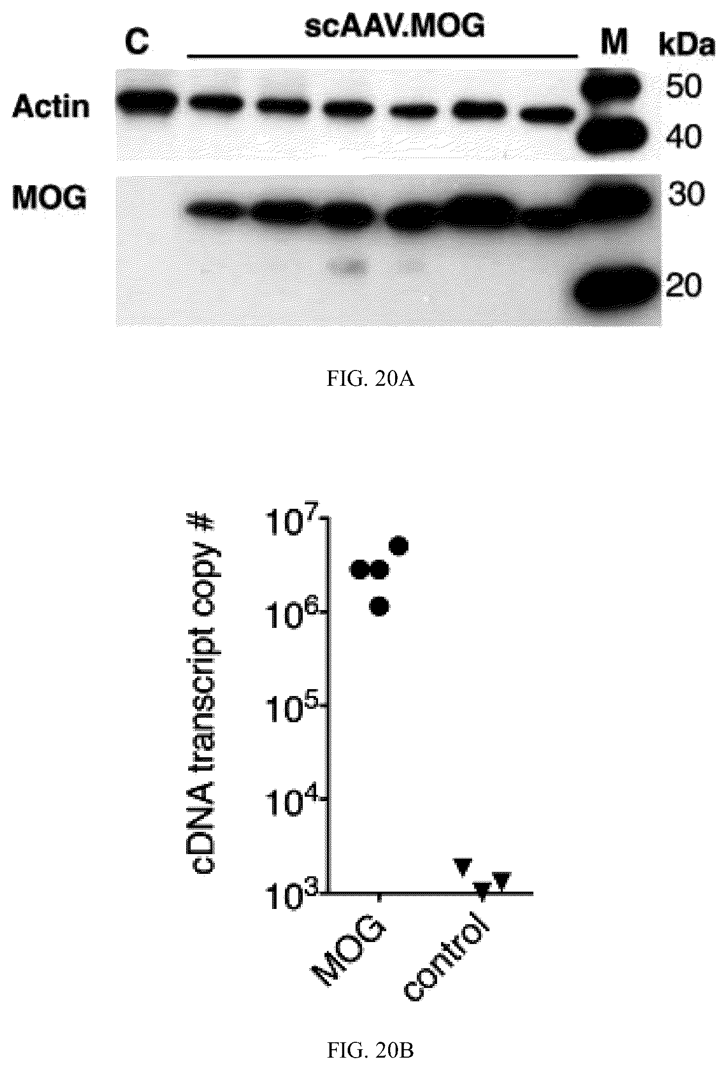 Patent US12297444 Figure 20 – AAV-based gene therapies for treatment of autoimmune diseases