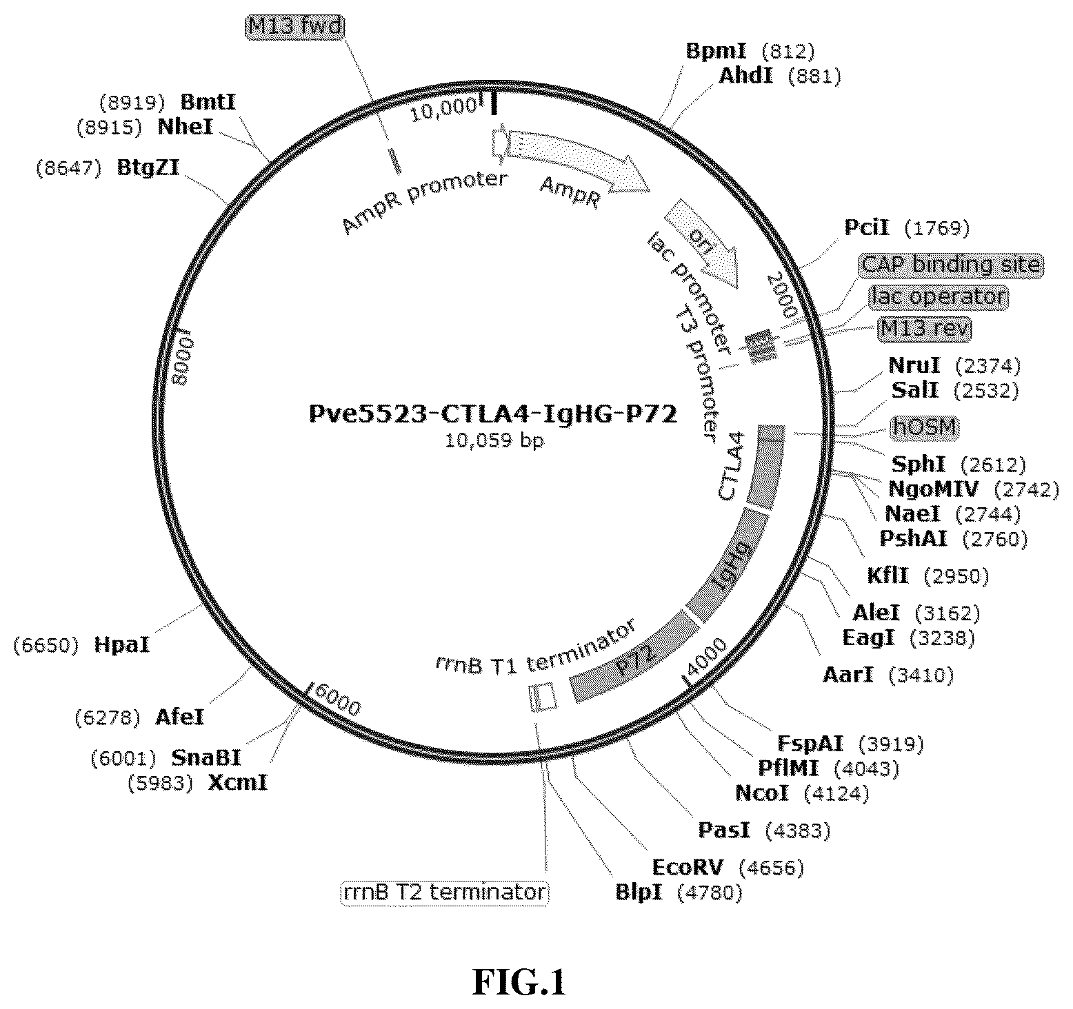 Patent US12297445 — Recombinant vector containing immunogenic protein of African swine fever virus, recombinant bacteria and use thereof — Figure 1