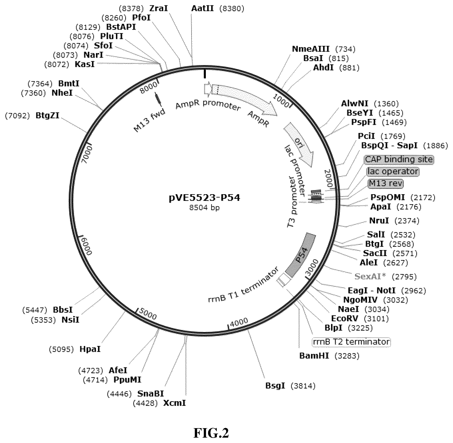 Patent US12297445 Figure 2 – Recombinant vector containing immunogenic protein of African swine fever virus, recombinant bacteria and use thereof