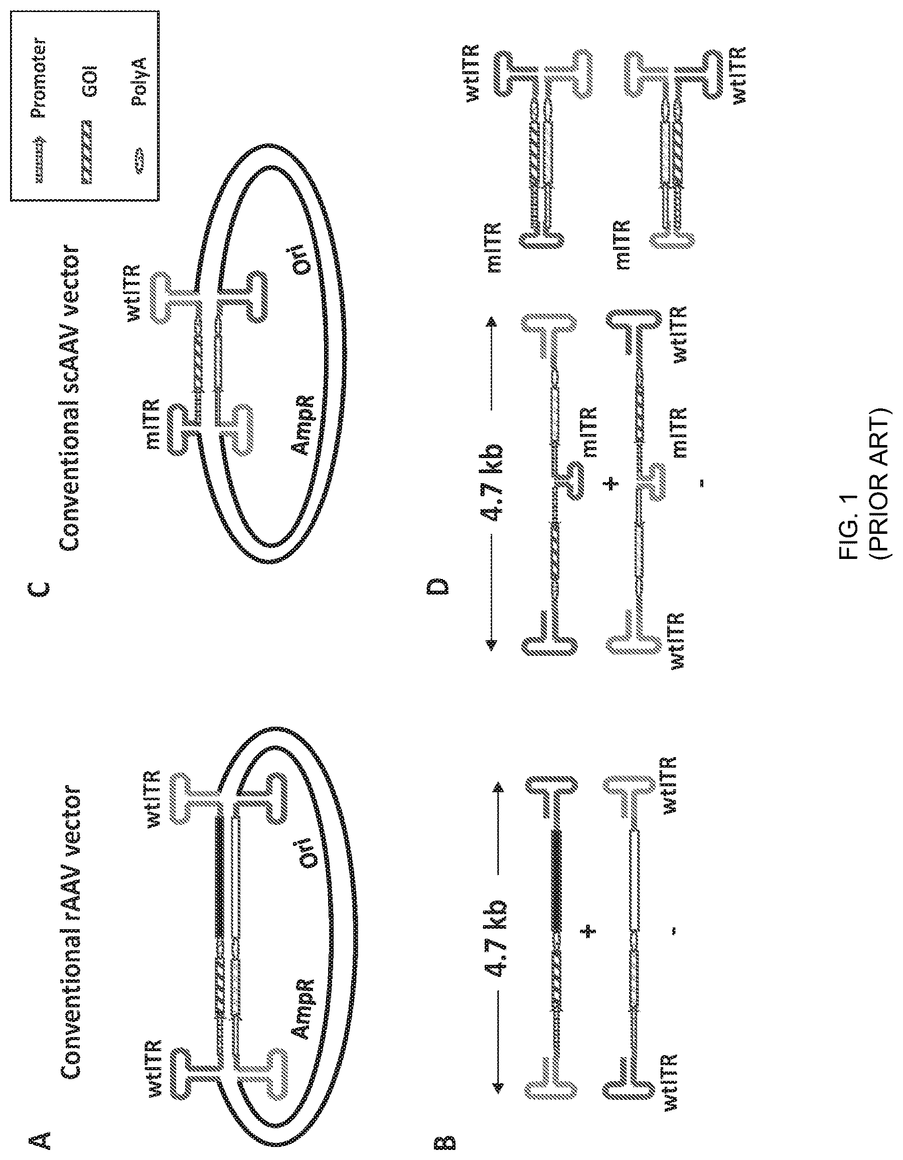 Patent US12297446 Figure 1 – Recombinant parvoviral vectors and method of making and use thereof