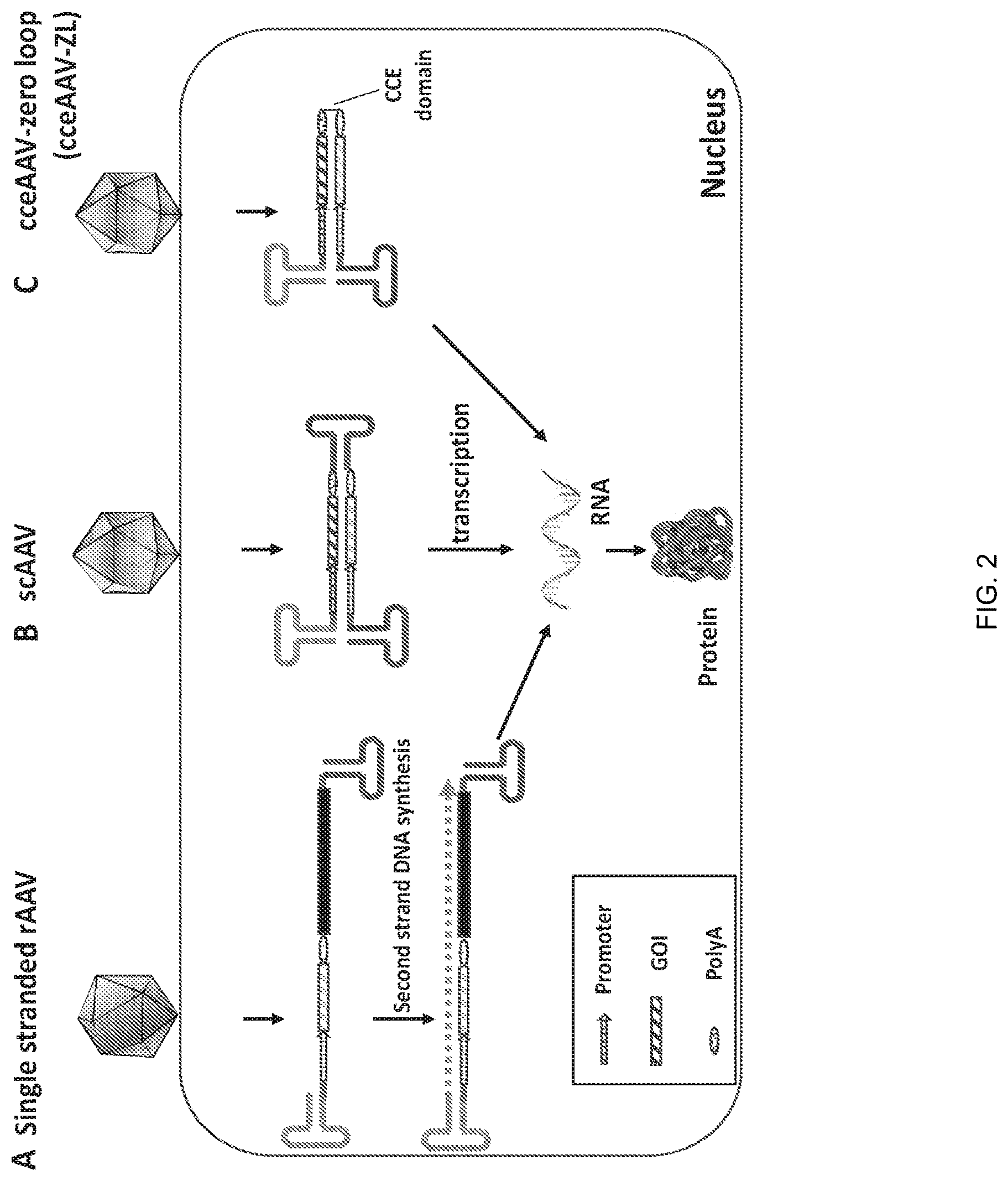 Patent US12297446 Figure 2 – Recombinant parvoviral vectors and method of making and use thereof