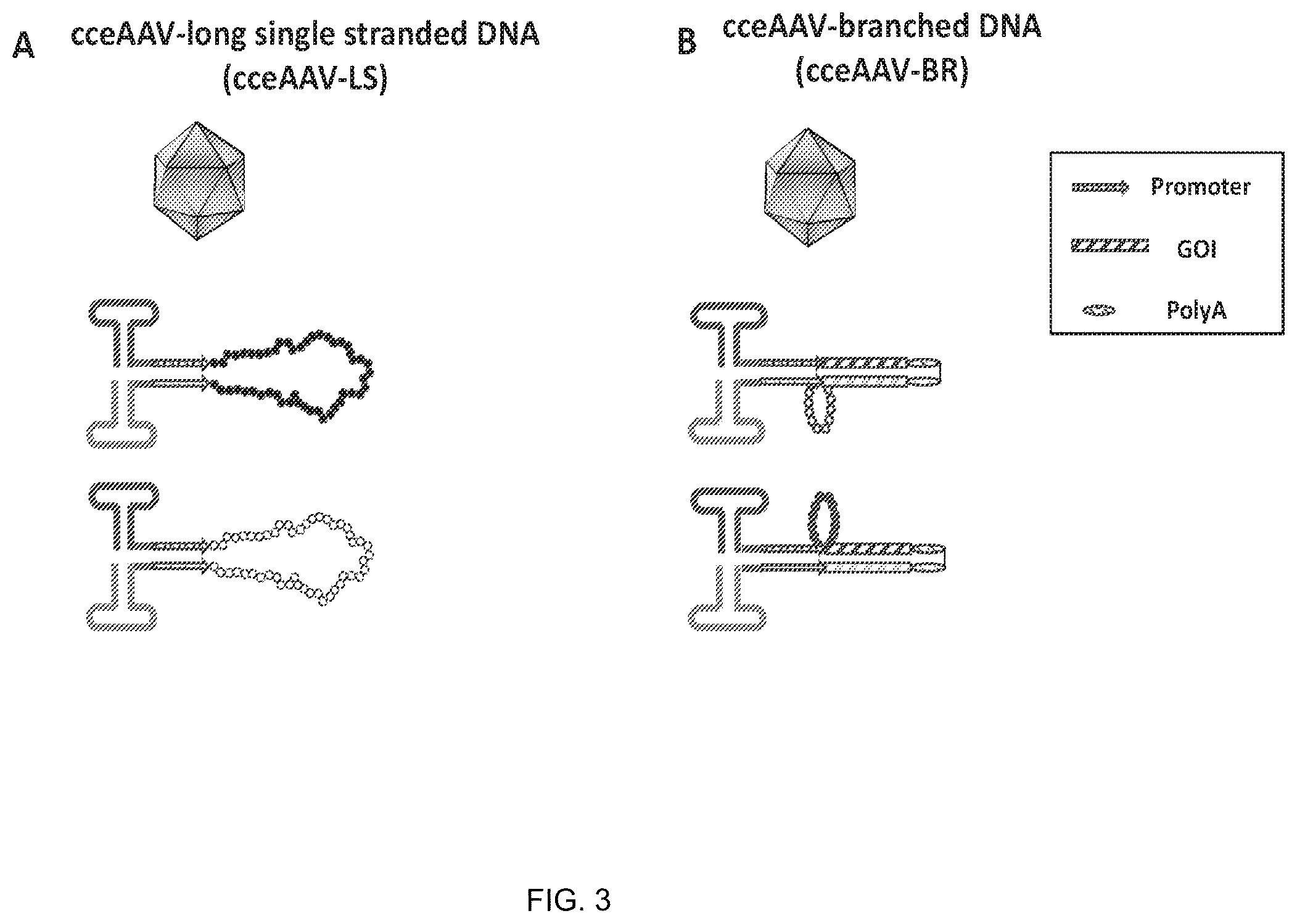 Patent US12297446 Figure 3 – Recombinant parvoviral vectors and method of making and use thereof