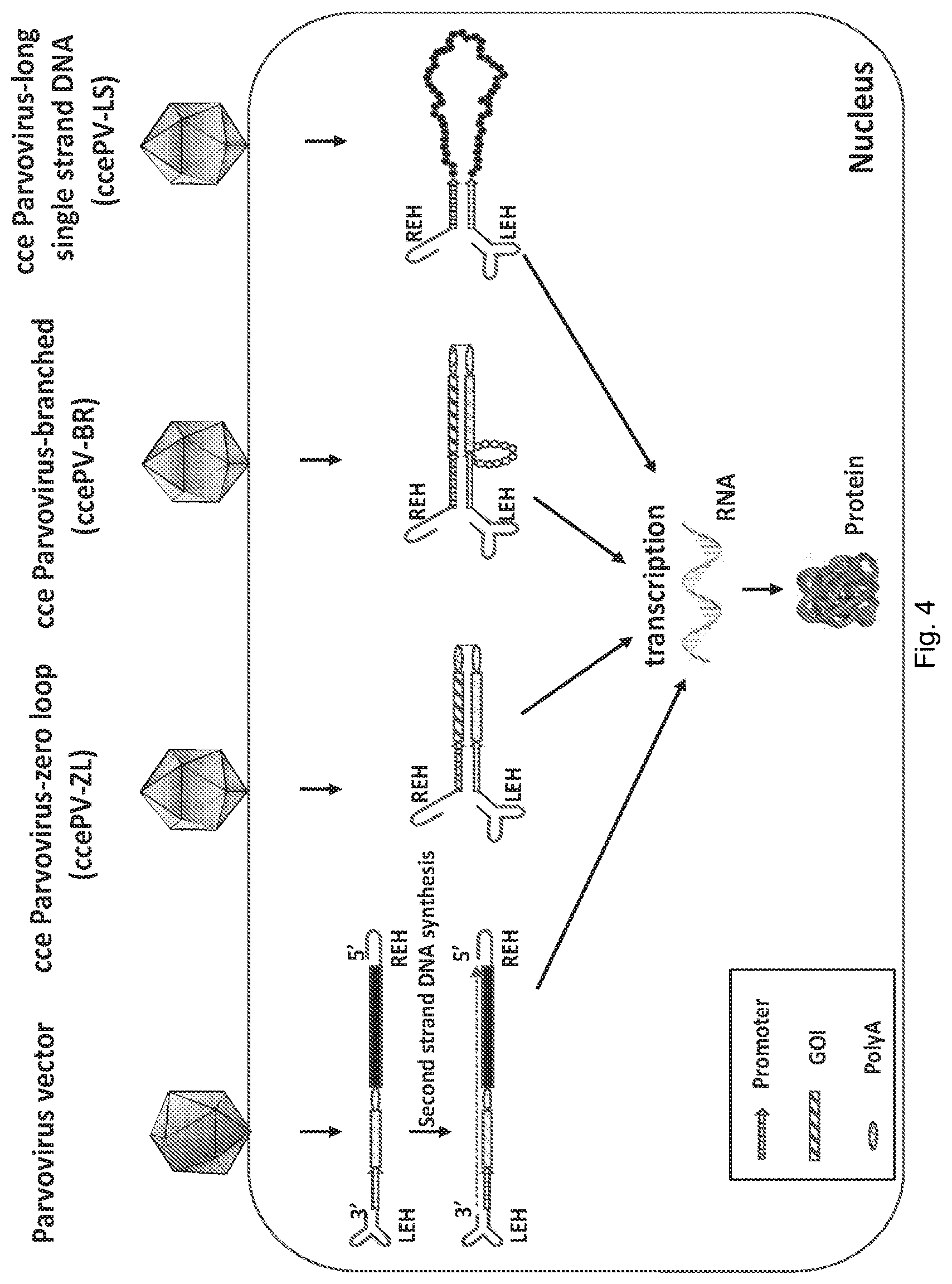 Patent US12297446 Figure 4 – Recombinant parvoviral vectors and method of making and use thereof