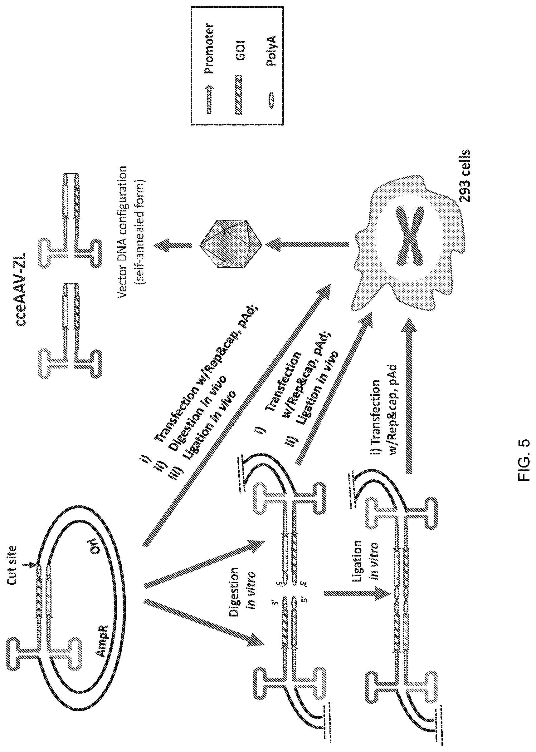 Patent US12297446 Figure 5 – Recombinant parvoviral vectors and method of making and use thereof