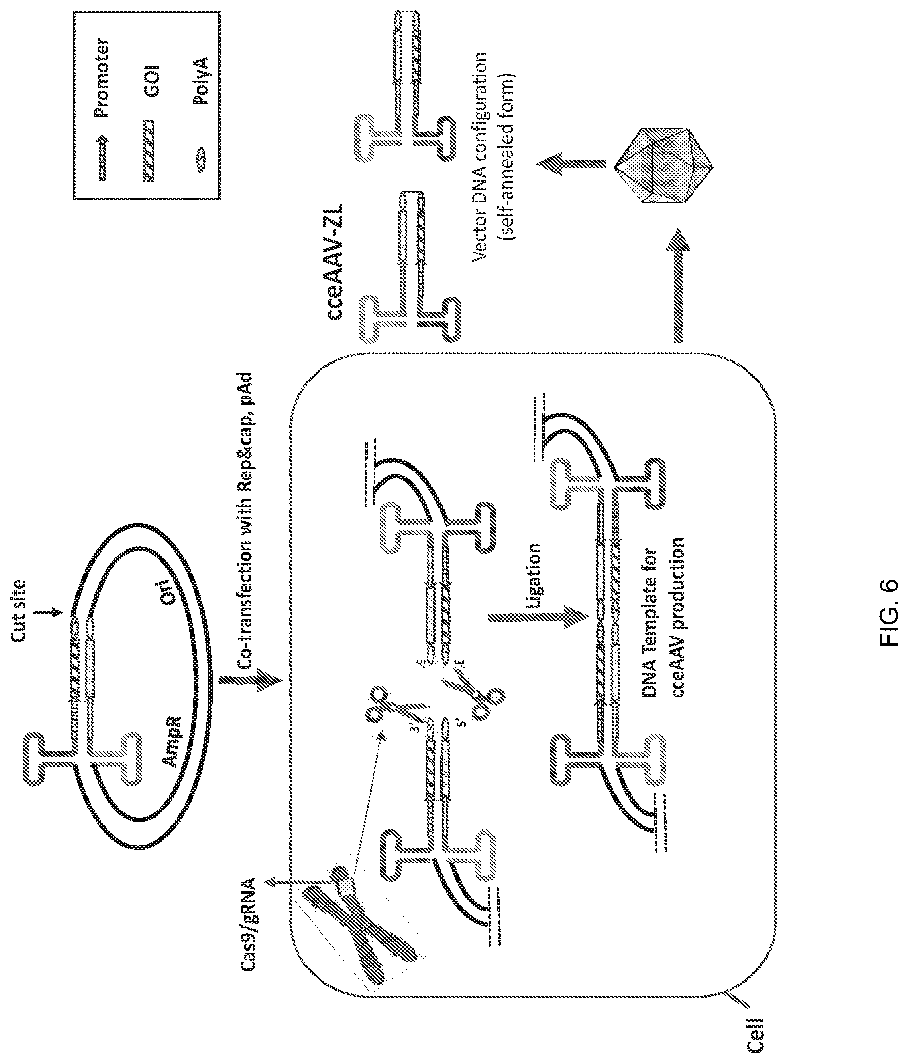 Patent US12297446 Figure 6 – Recombinant parvoviral vectors and method of making and use thereof