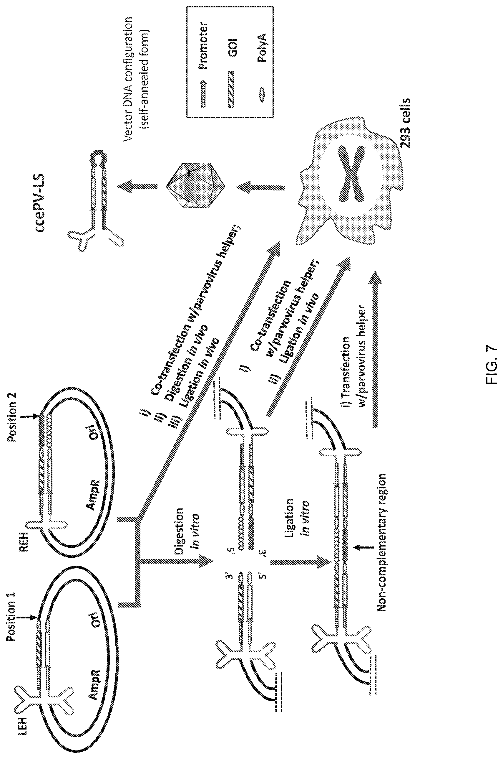 Patent US12297446 Figure 7 – Recombinant parvoviral vectors and method of making and use thereof