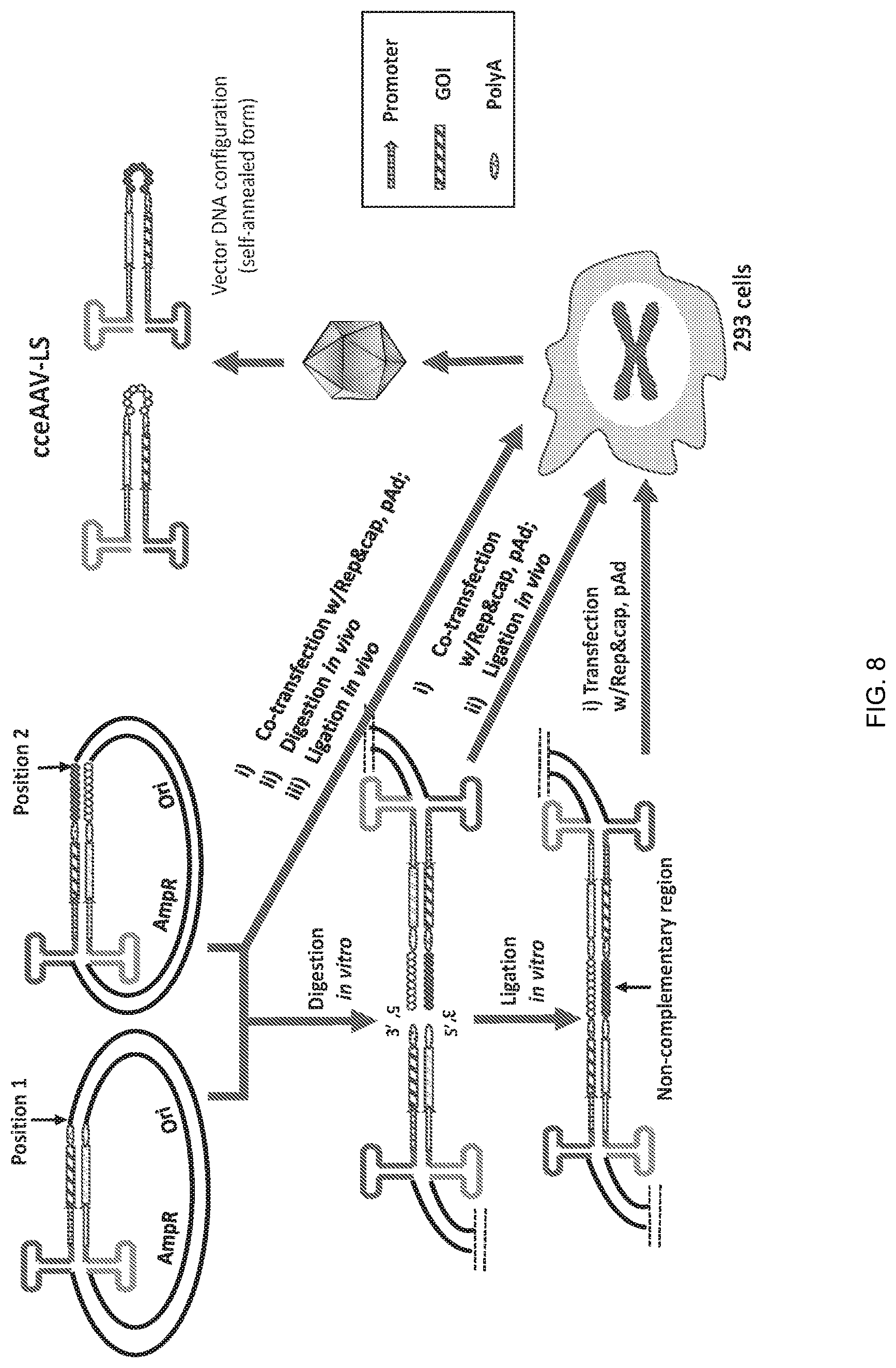 Patent US12297446 Figure 8 – Recombinant parvoviral vectors and method of making and use thereof