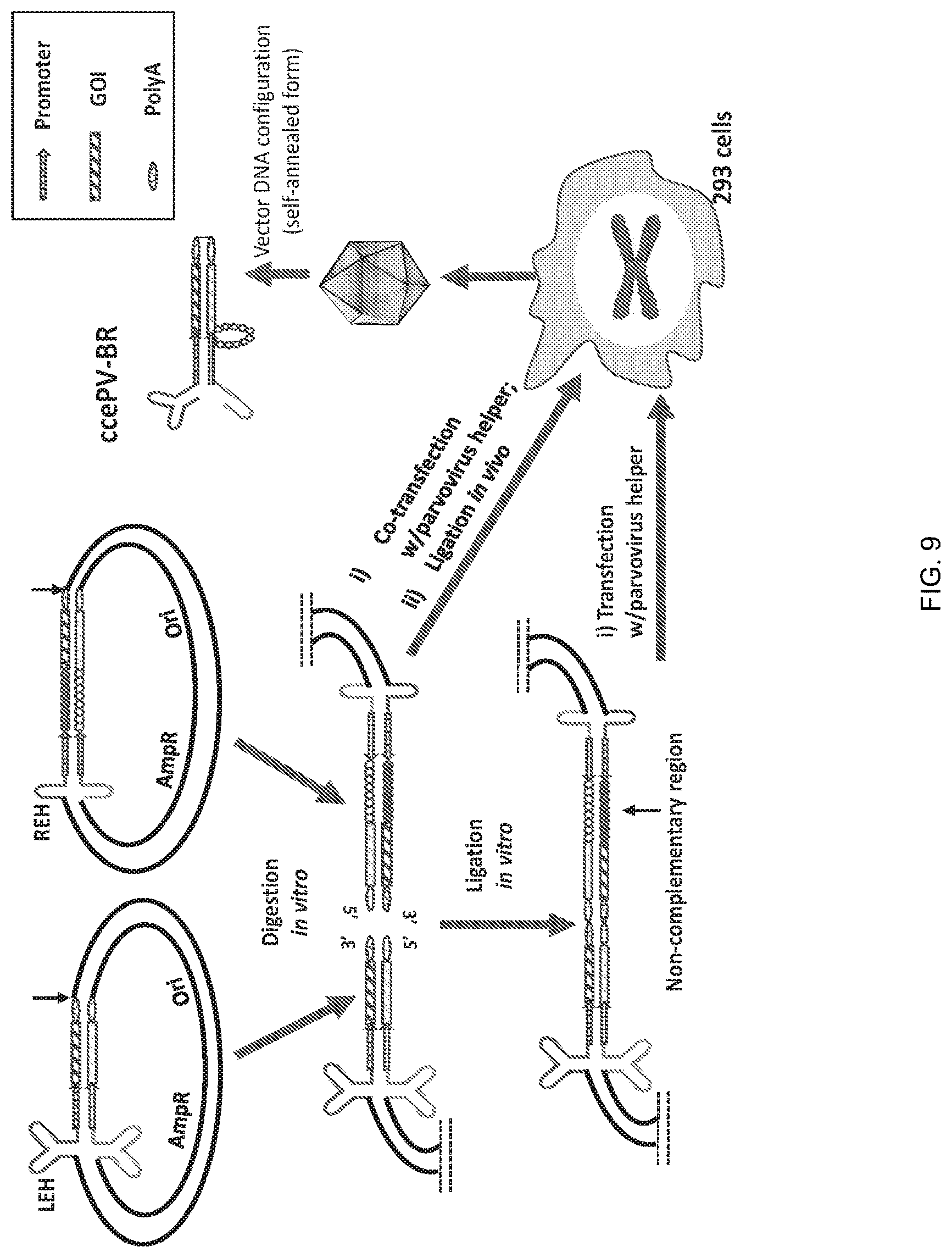 Patent US12297446 Figure 9 – Recombinant parvoviral vectors and method of making and use thereof