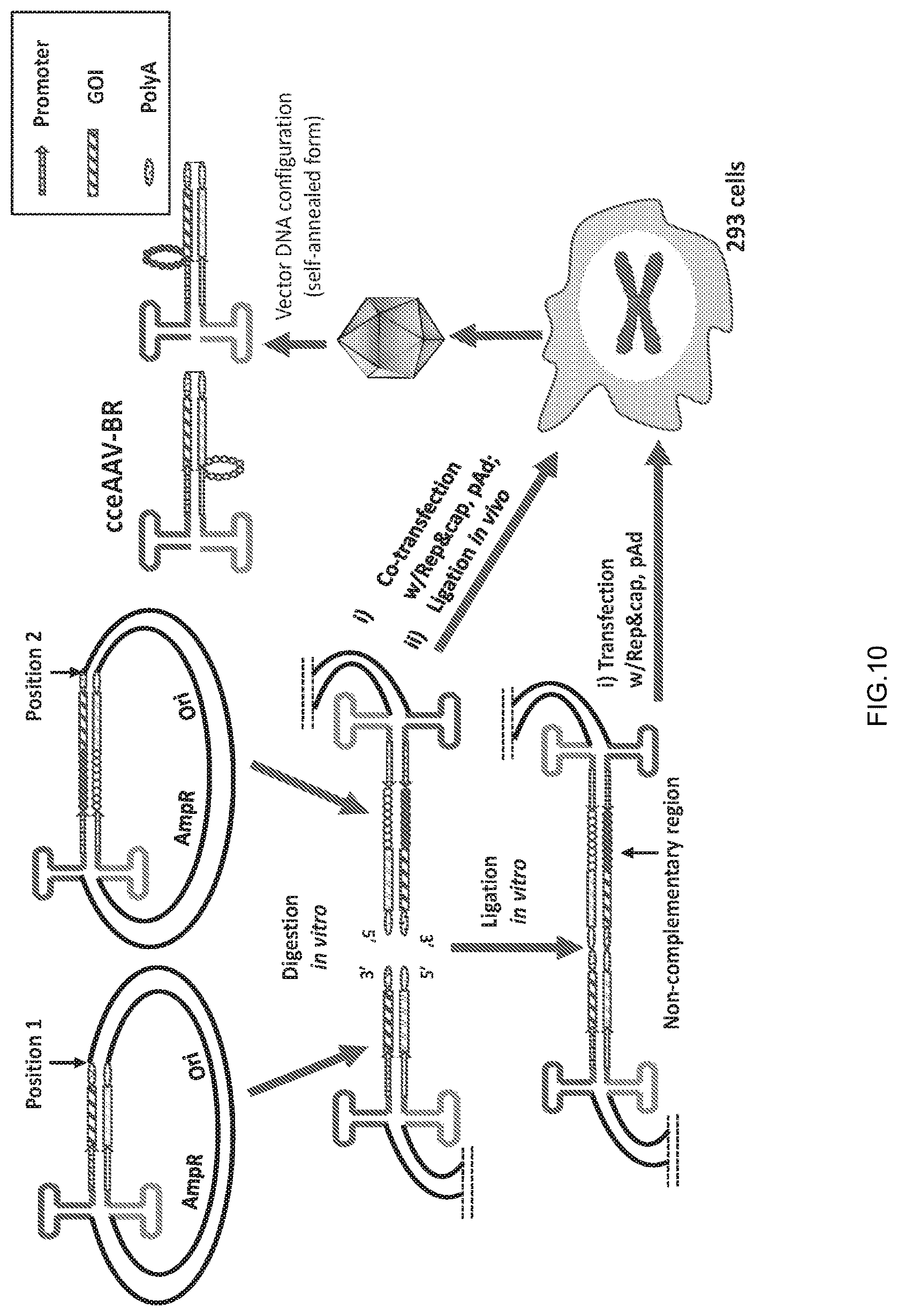 Patent US12297446 Figure 10 – Recombinant parvoviral vectors and method of making and use thereof
