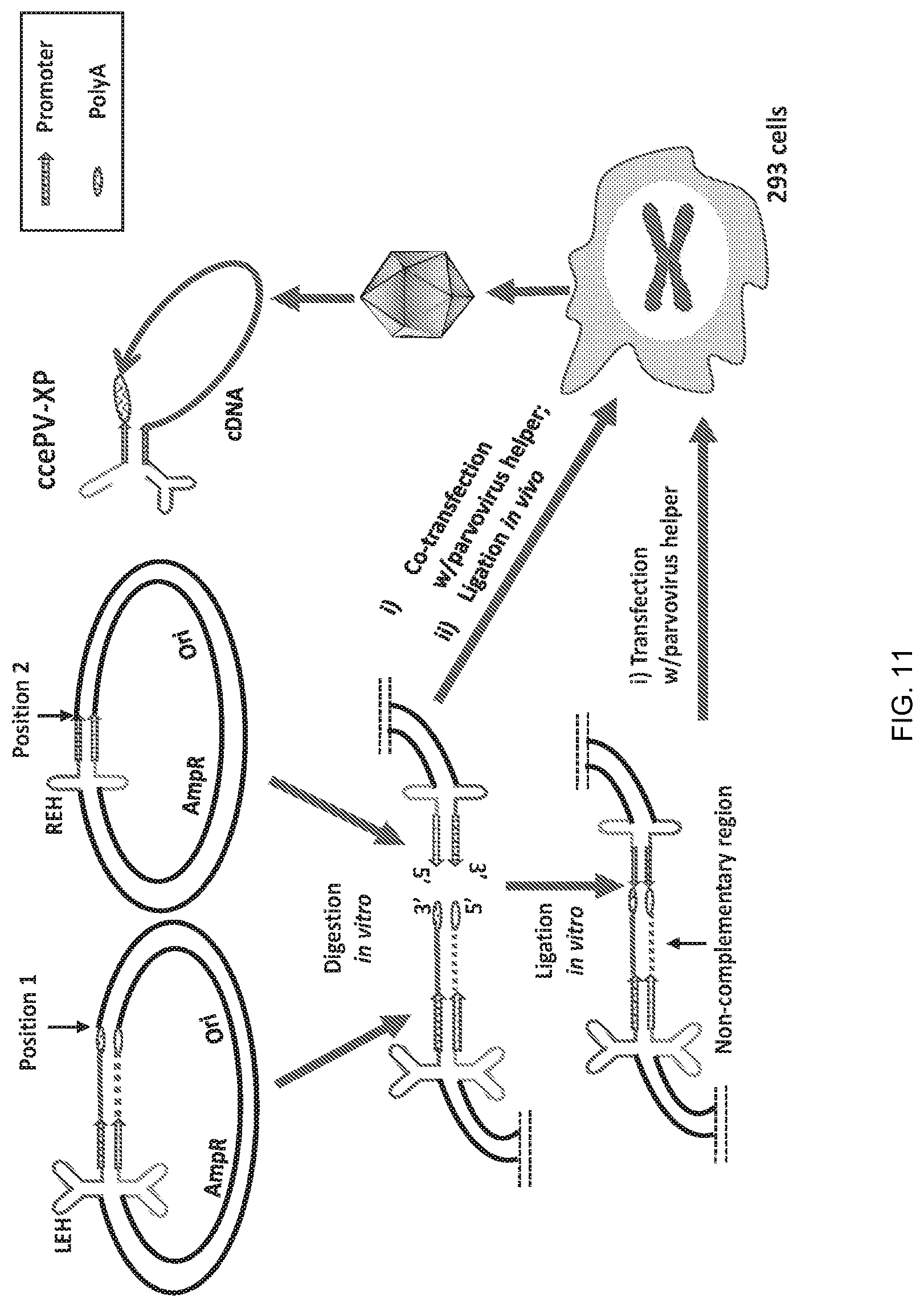 Patent US12297446 Figure 11 – Recombinant parvoviral vectors and method of making and use thereof