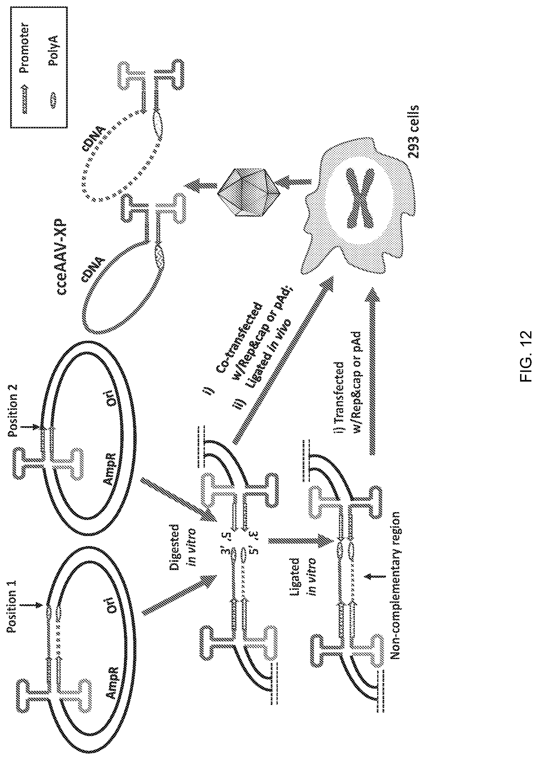 Patent US12297446 Figure 12 – Recombinant parvoviral vectors and method of making and use thereof