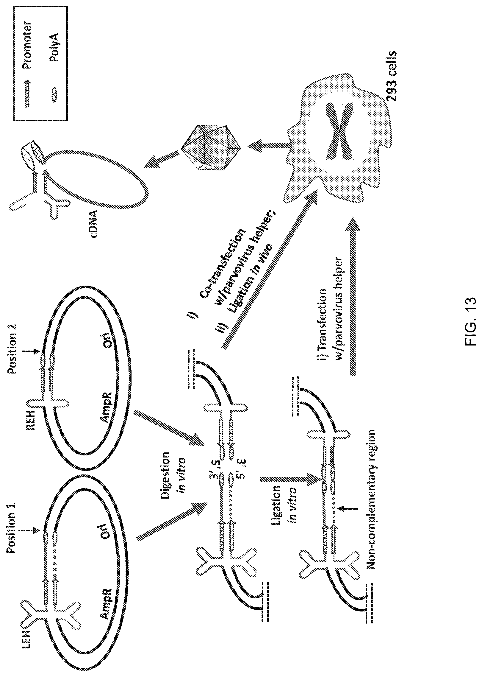 Patent US12297446 Figure 13 – Recombinant parvoviral vectors and method of making and use thereof