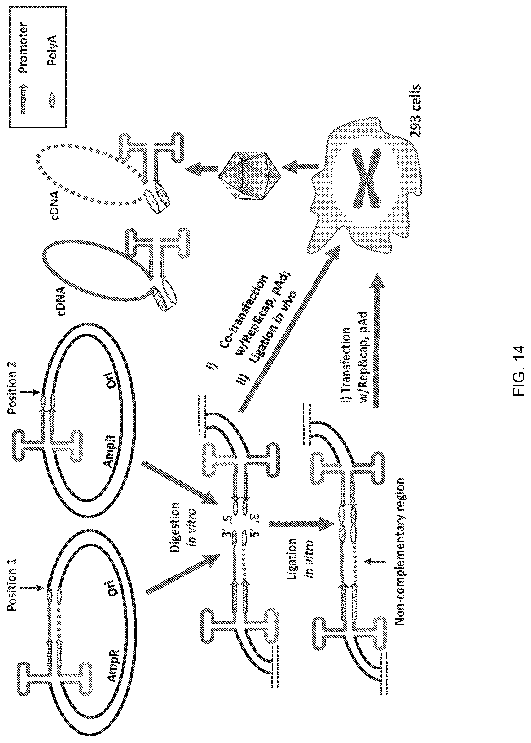 Patent US12297446 Figure 14 – Recombinant parvoviral vectors and method of making and use thereof