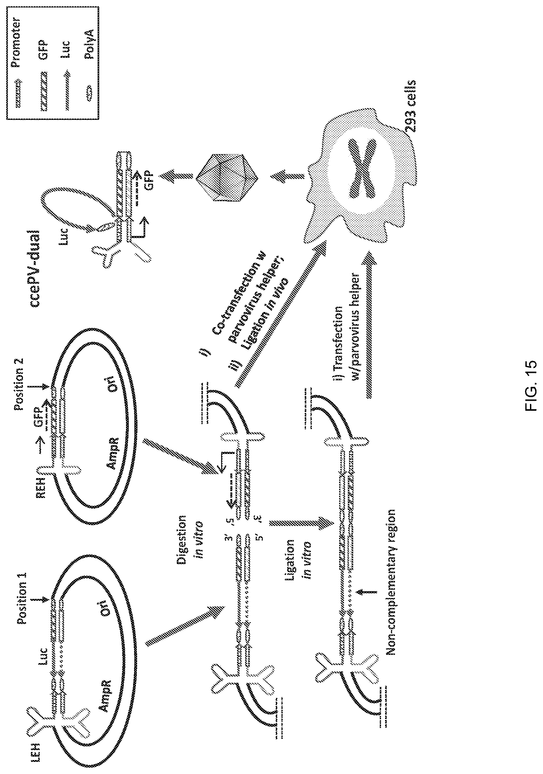 Patent US12297446 Figure 15 – Recombinant parvoviral vectors and method of making and use thereof
