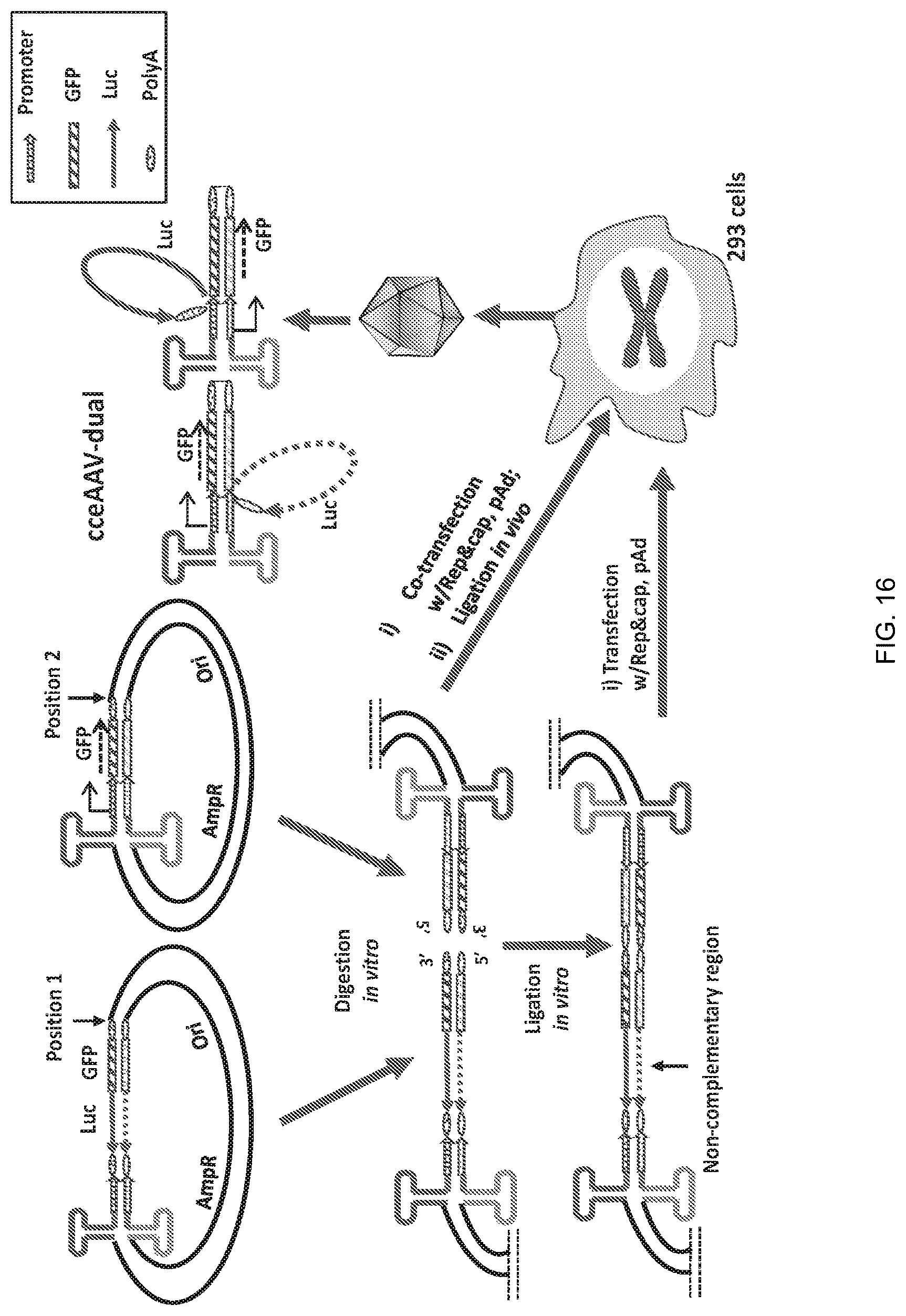Patent US12297446 Figure 16 – Recombinant parvoviral vectors and method of making and use thereof