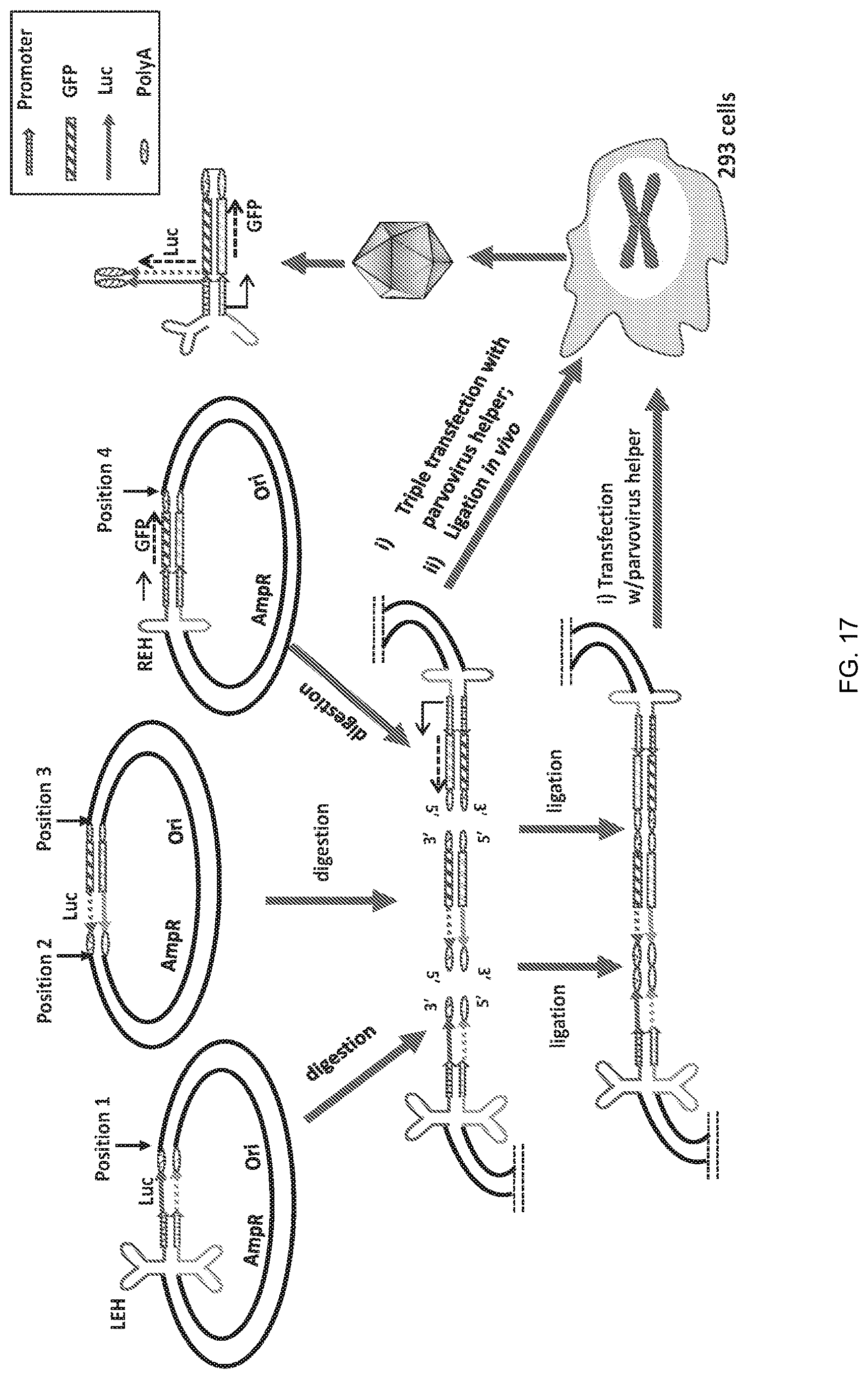 Patent US12297446 Figure 17 – Recombinant parvoviral vectors and method of making and use thereof