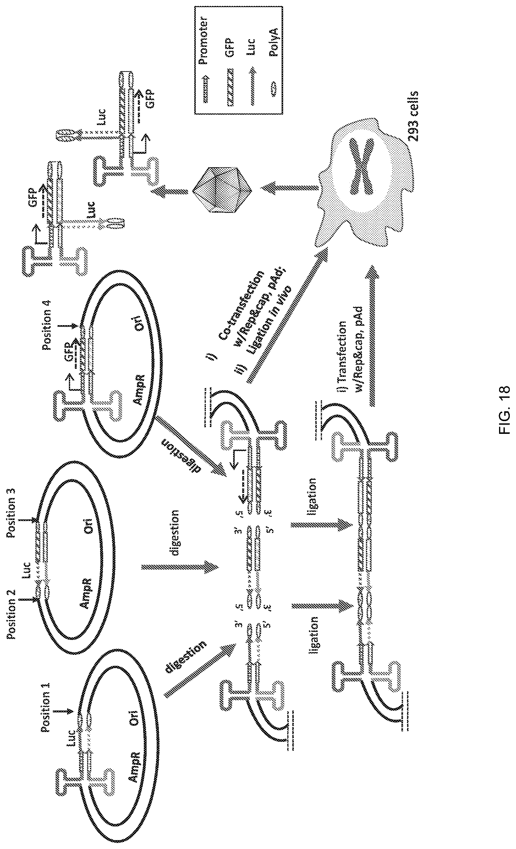 Patent US12297446 Figure 18 – Recombinant parvoviral vectors and method of making and use thereof