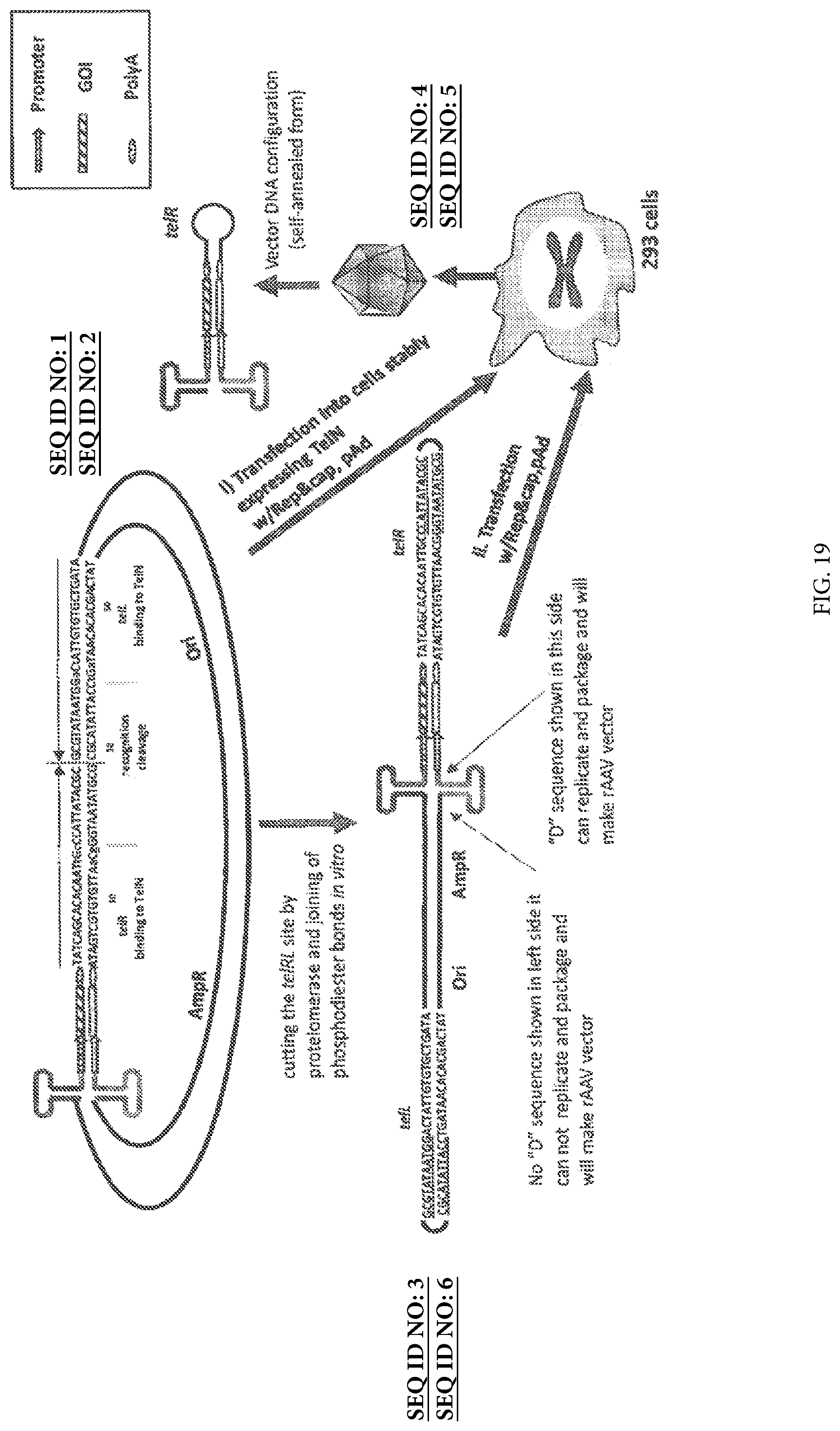 Patent US12297446 Figure 19 – Recombinant parvoviral vectors and method of making and use thereof