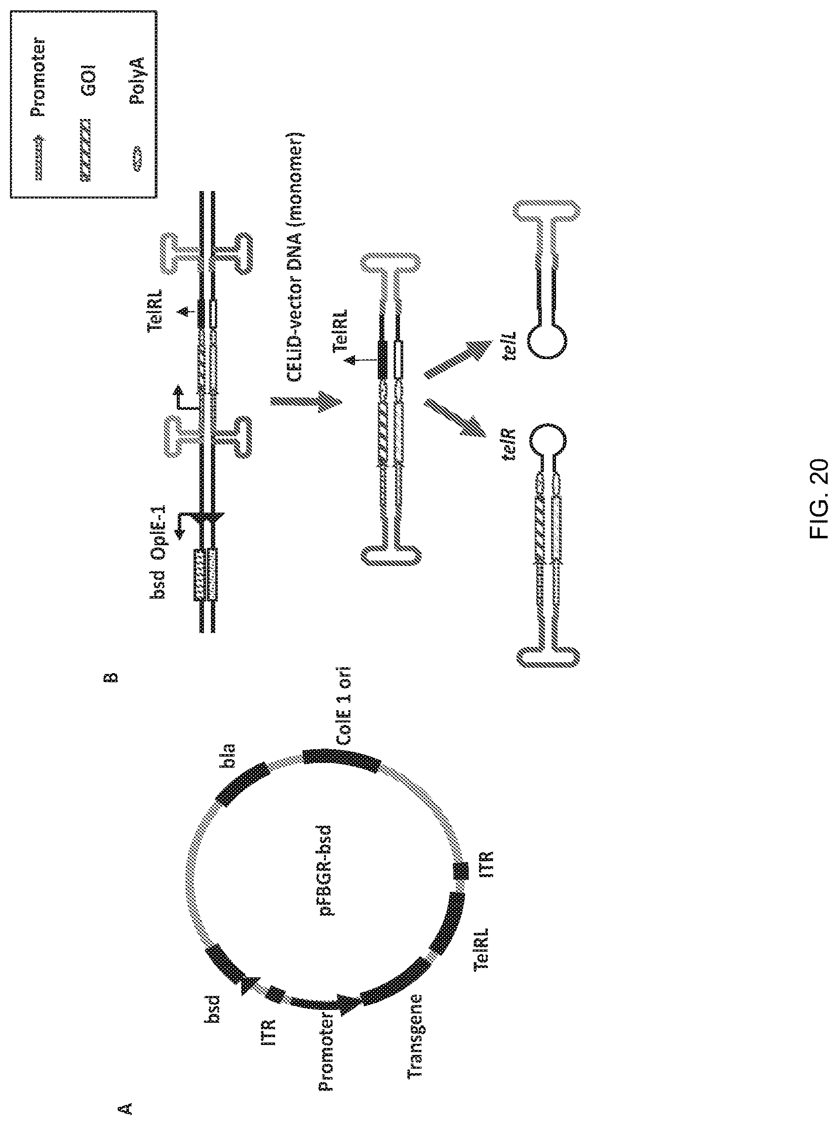 Patent US12297446 Figure 20 – Recombinant parvoviral vectors and method of making and use thereof