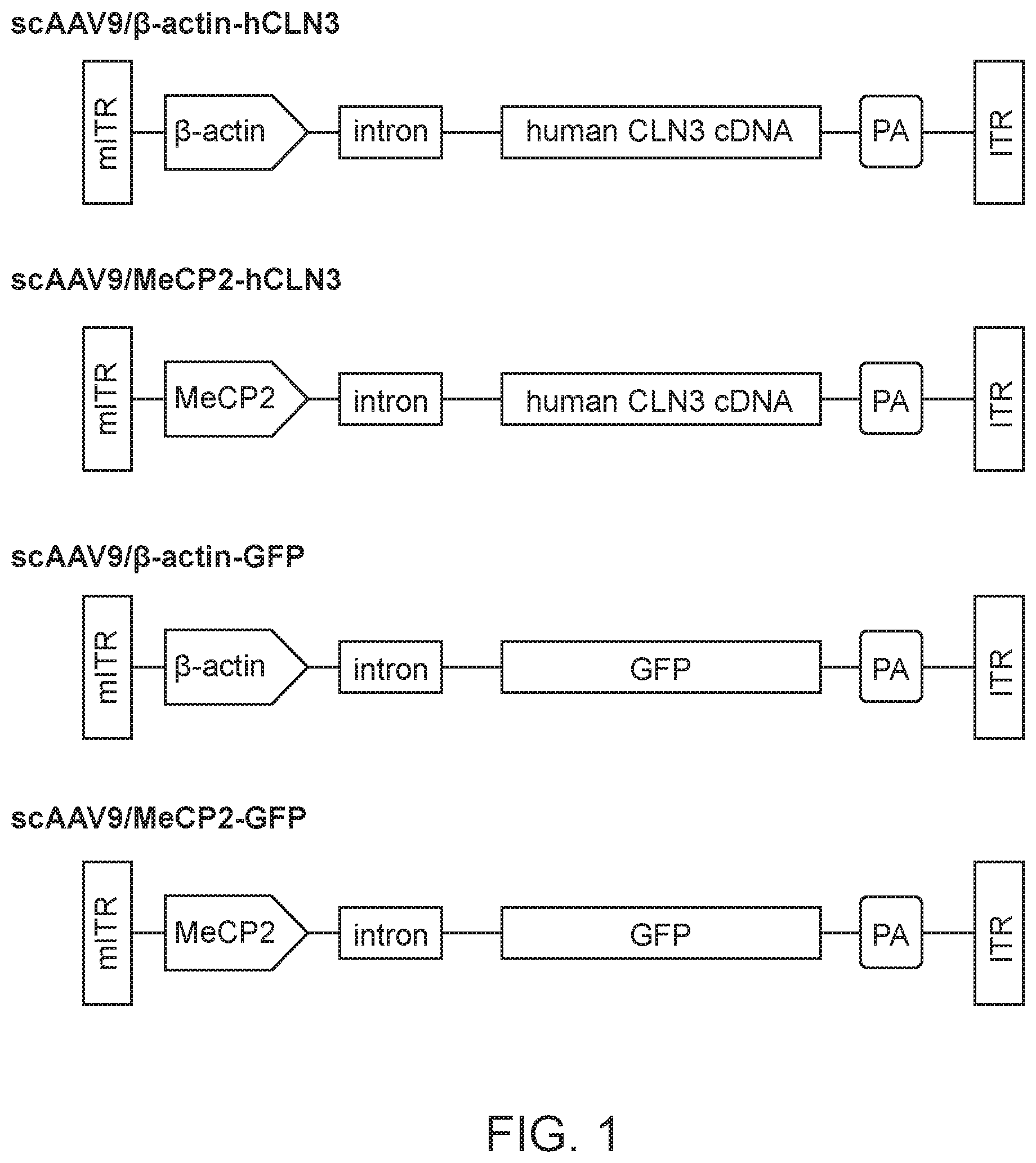 Patent US12297447 Figure 1 – Gene therapy for juvenile Batten disease