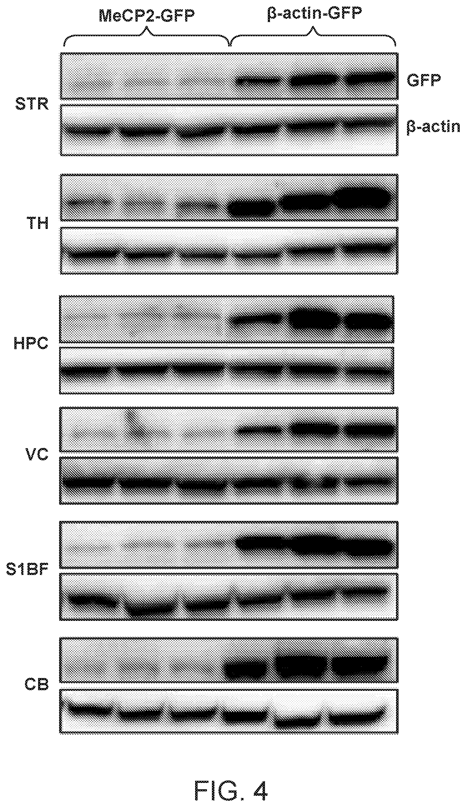 Patent US12297447 Figure 9 – Gene therapy for juvenile Batten disease
