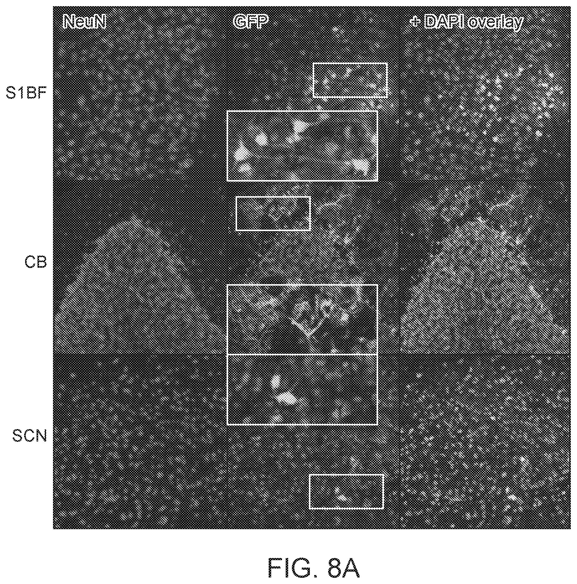 Patent US12297447 Figure 17 – Gene therapy for juvenile Batten disease