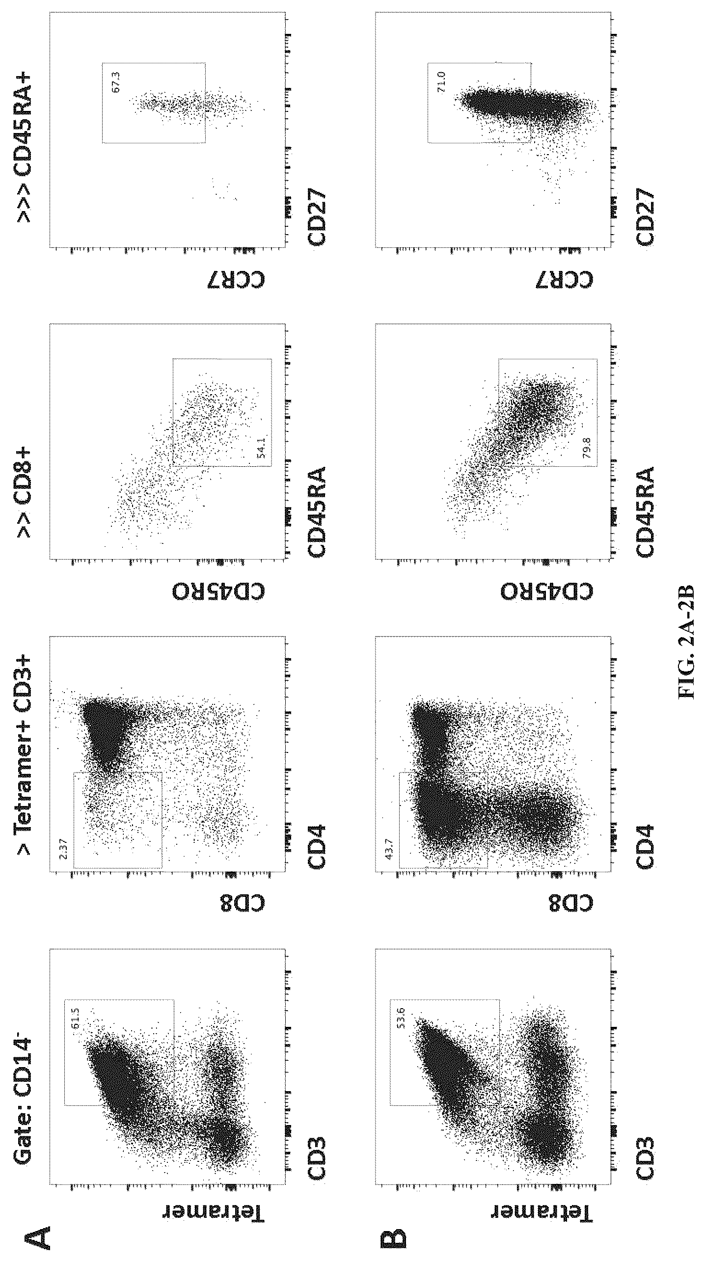 Patent US12297452 Figure 2 – Methods or generating T-cells from stem cells and immunotherapeutic methods using the T-cells