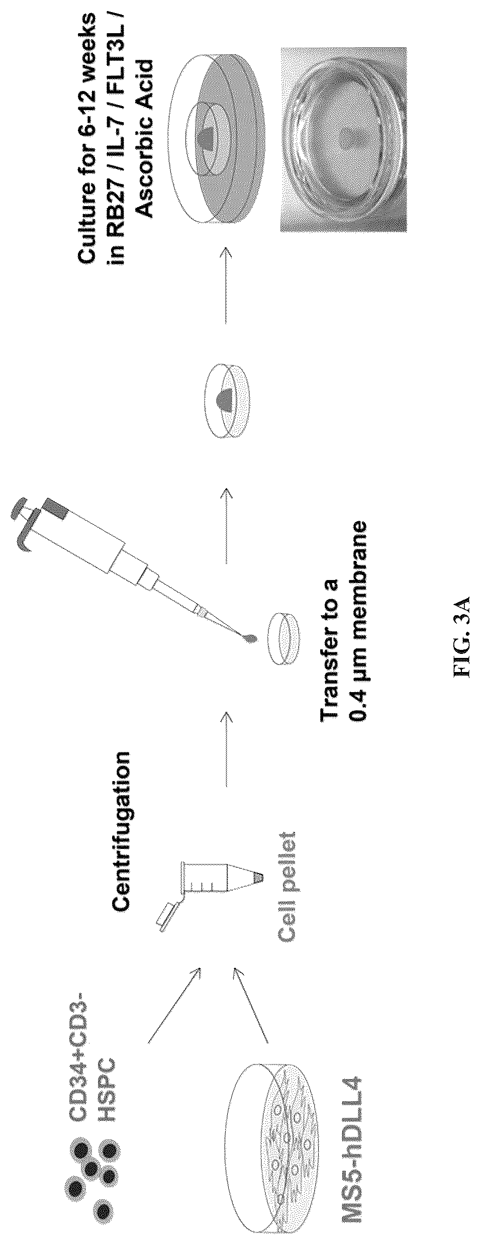 Patent US12297452 Figure 3 – Methods or generating T-cells from stem cells and immunotherapeutic methods using the T-cells