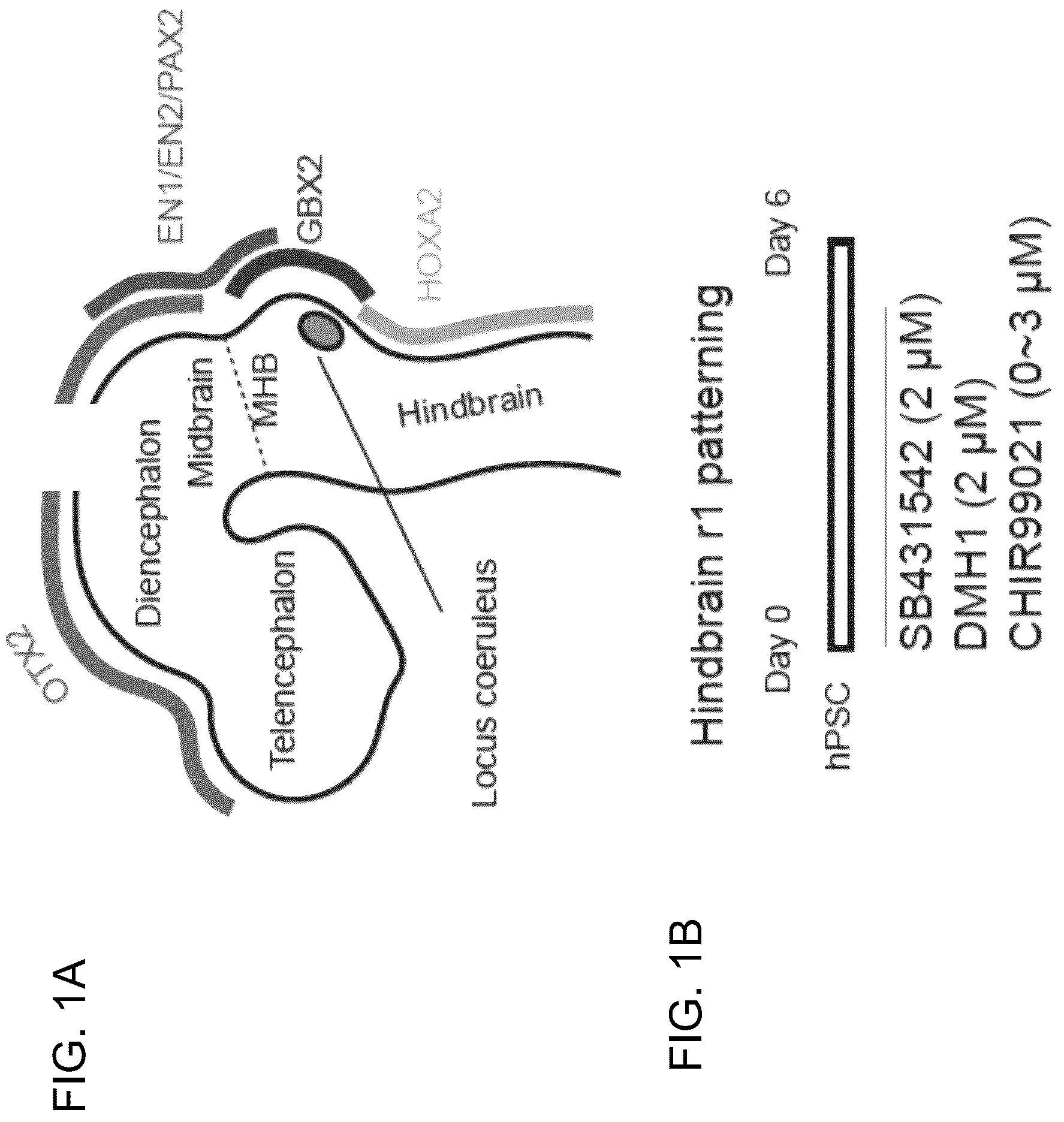 Patent US12297453 Figure 1 – Generation of norepinephrine neurons from human stem cells