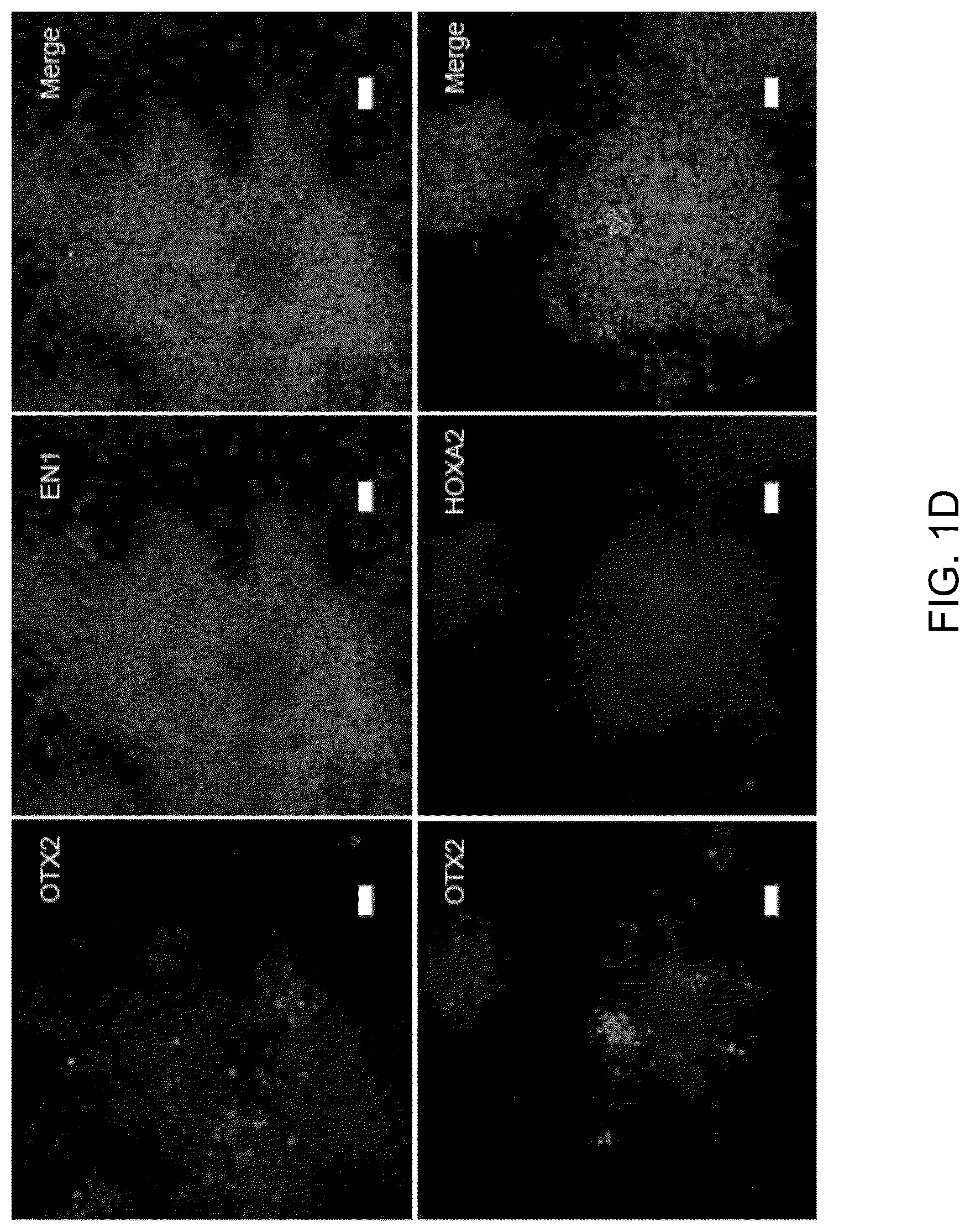 Patent US12297453 Figure 3 – Generation of norepinephrine neurons from human stem cells