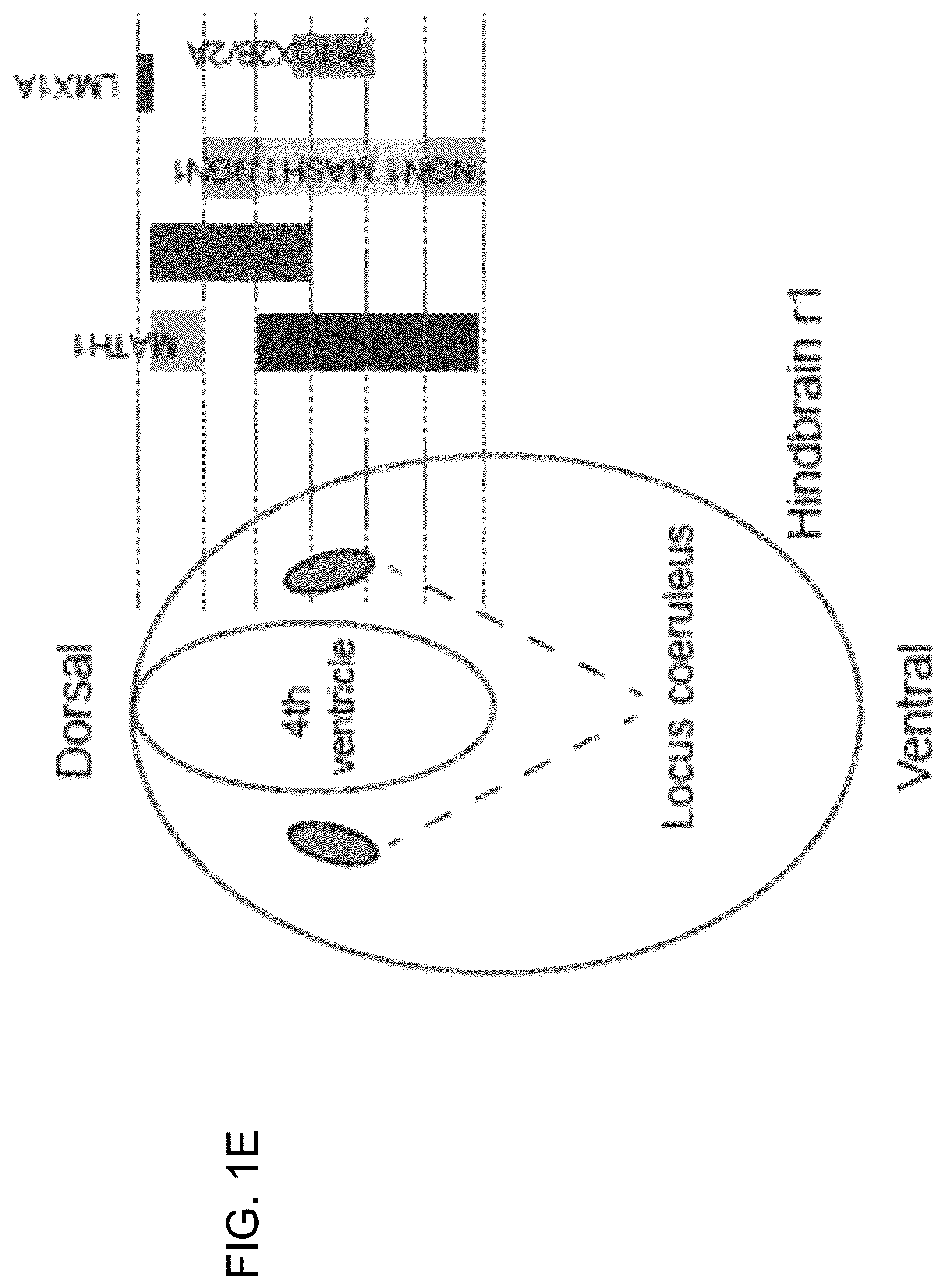 Patent US12297453 Figure 4 – Generation of norepinephrine neurons from human stem cells