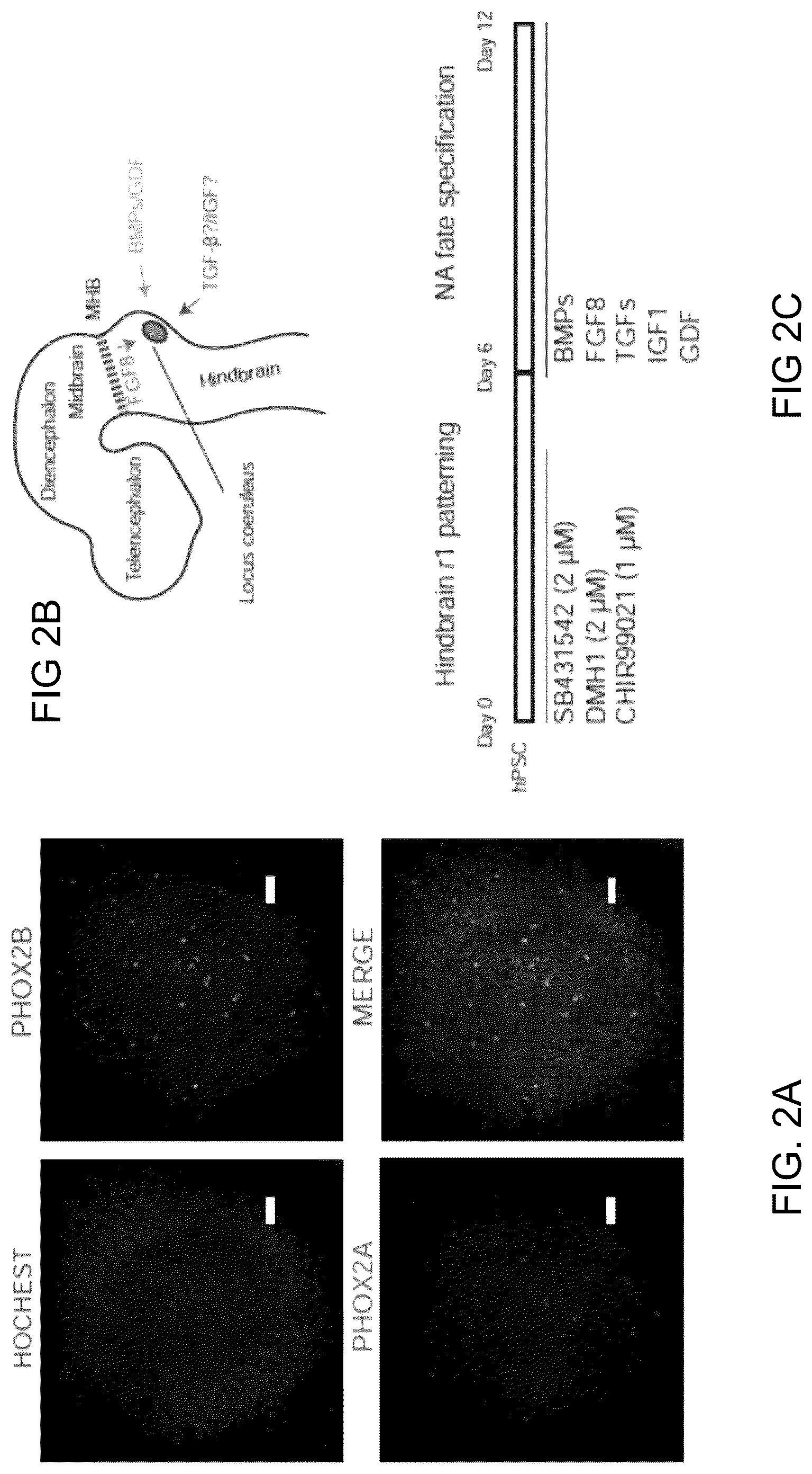 Patent US12297453 Figure 7 – Generation of norepinephrine neurons from human stem cells