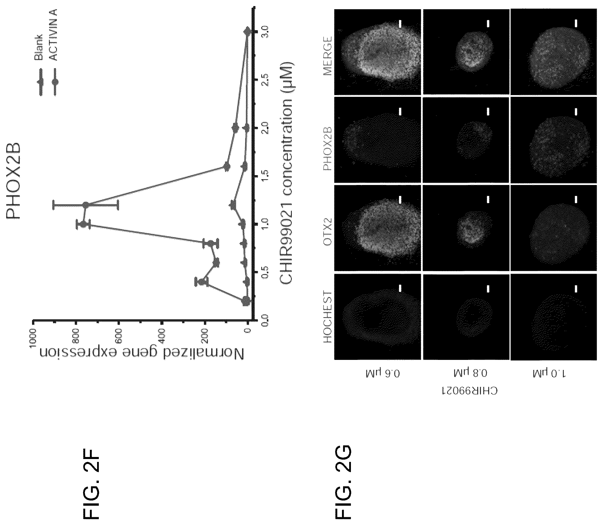 Patent US12297453 Figure 10 – Generation of norepinephrine neurons from human stem cells