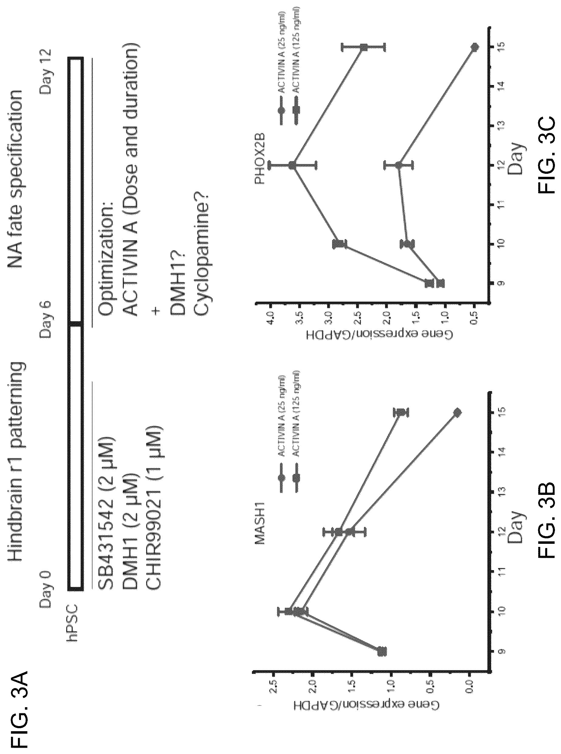Patent US12297453 Figure 11 – Generation of norepinephrine neurons from human stem cells