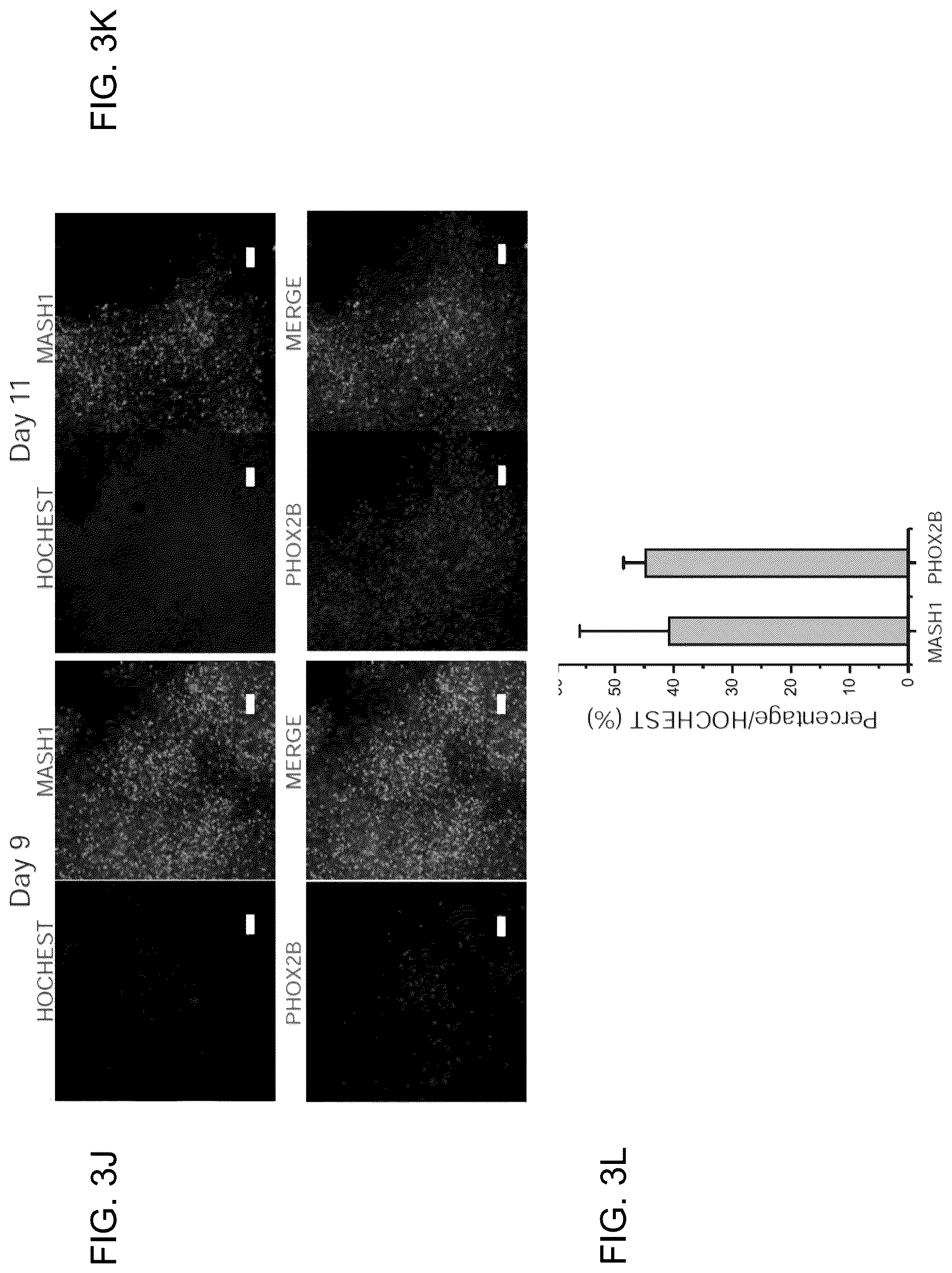 Patent US12297453 Figure 14 – Generation of norepinephrine neurons from human stem cells