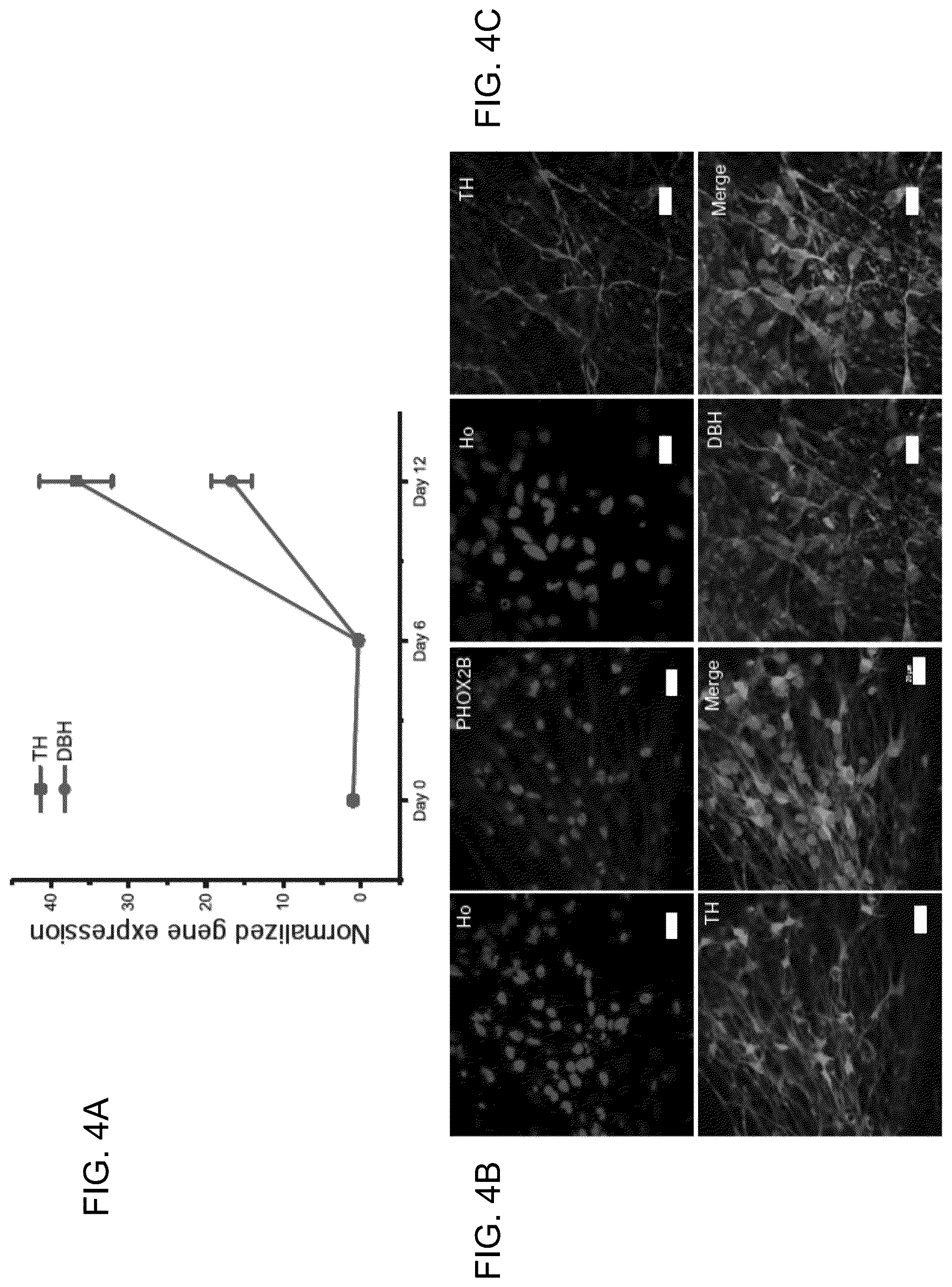 Patent US12297453 Figure 15 – Generation of norepinephrine neurons from human stem cells